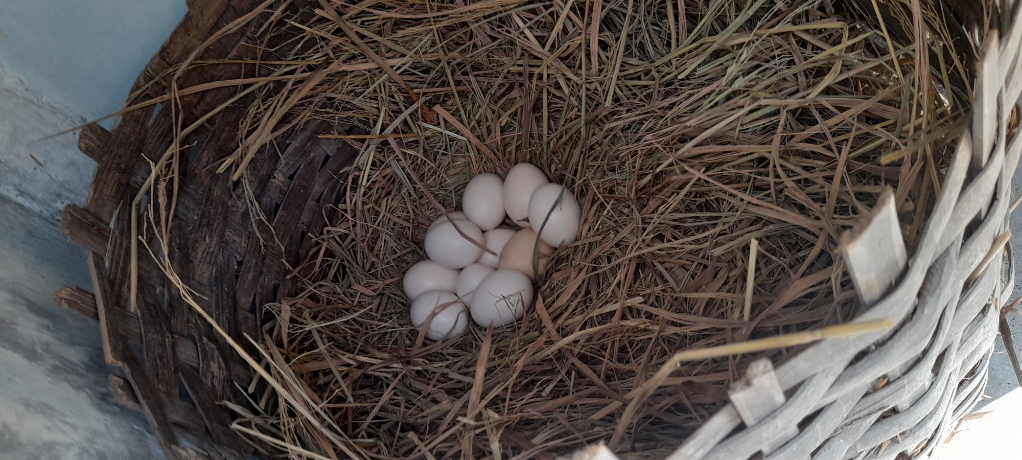 In Pulokulon, Indonesia, a bird's nest woven from dark, weathered wood strips and dried grass is nestled in a corner. Inside the nest, a clutch of approximately ten small, pale eggs rests amongst the straw. Some of the eggs are a uniform off-white, while one in the center appears to be a light tan color. The nest itself is partially enclosed by woven wooden strips, some of which are bleached and frayed, suggesting exposure to the elements. The background is a rough, light-colored surface, possibly a wall or the underside of a structure. The lighting is natural, casting soft shadows and highlighting the textures of the nest and eggs.