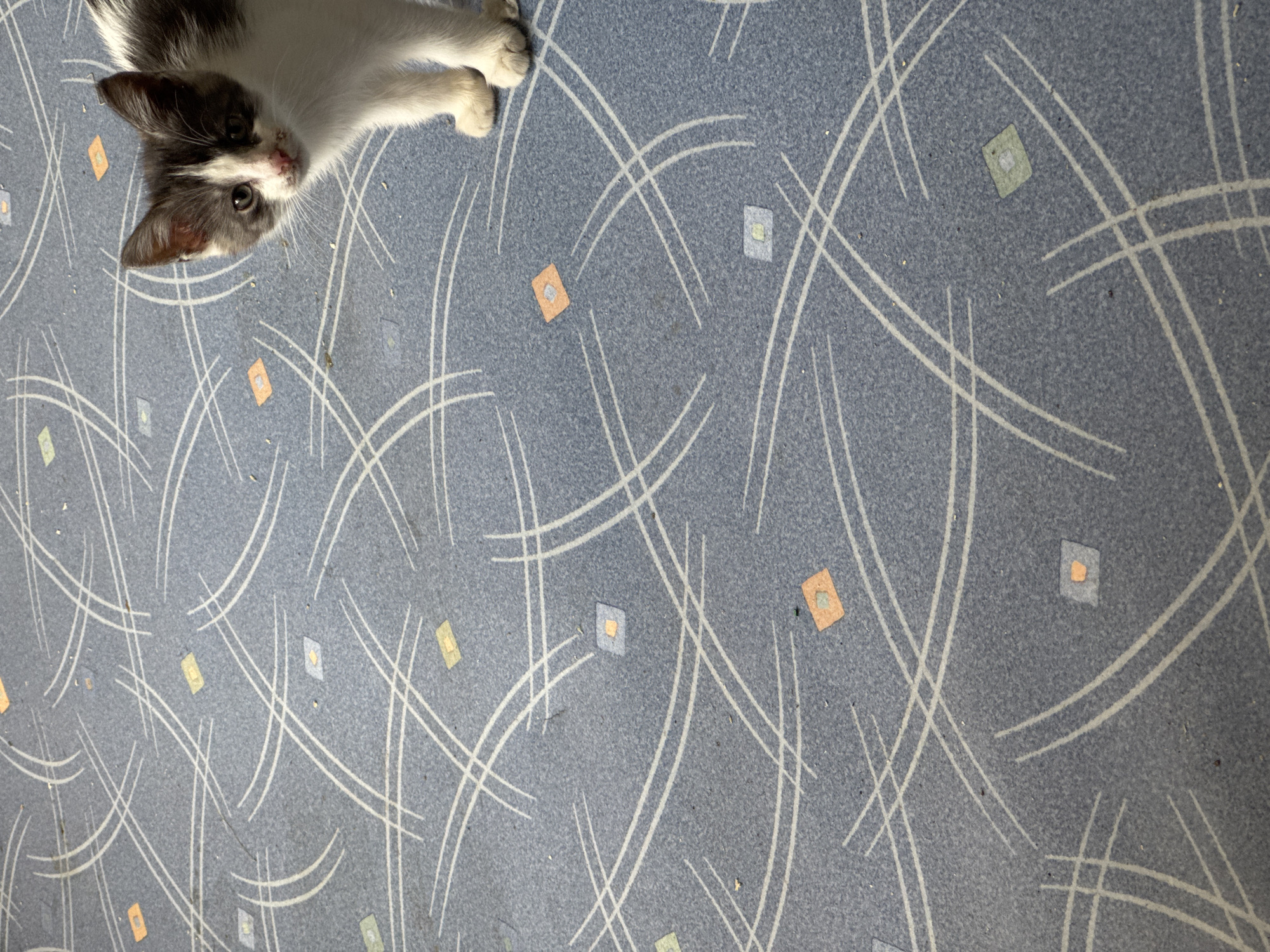 A black and white kitten stands on a blue carpet with a swirling white pattern and small, scattered colored squares. The kitten is facing the camera and is mostly white with black markings on its head and back. Its left ear is black, and its right ear has a black tip. It has a pink nose and green eyes. The carpet has a speckled texture and appears slightly worn. The background is out of focus, but the pattern of the carpet is clearly visible. There is no indication of the city or location.