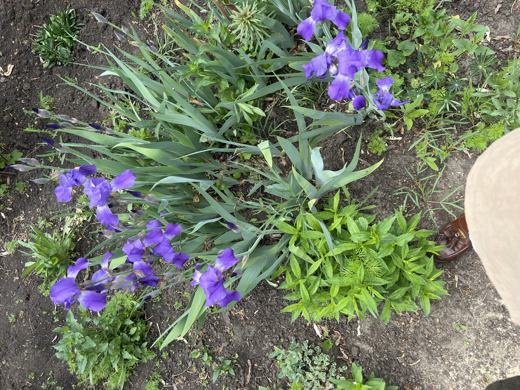 The image shows a patch of cultivated garden soil in Boguchar, Russia, with a cluster of purple iris flowers in full bloom. The irises dominate the central area, surrounded by long, green, blade-like leaves. A variety of other green plants, including some with feathery foliage, are scattered around the irises. To the right side of the image, a small portion of a person's body, specifically the hem of a light-colored garment and part of a brown shoe, is visible. The soil is dark and appears moist, with small pieces of organic matter visible on the surface. The scene is an outdoor setting.