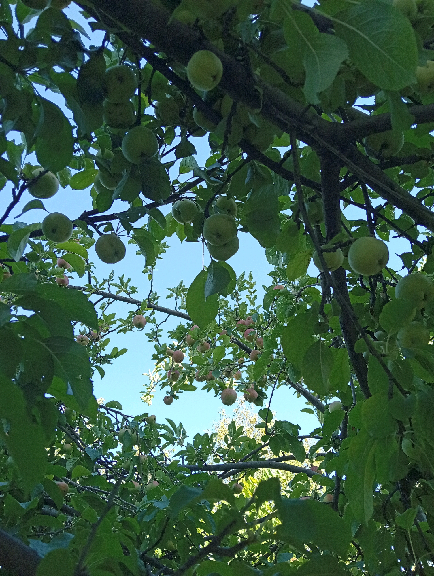 This is a low-angle, full-frame, vertical shot of an apple tree laden with unripe apples. The view is from below, looking up through the branches and leaves towards a clear blue sky. The apples are mostly green, with some showing hints of red blush. The branches are dark and rough, crisscrossing each other. The leaves are a vibrant green, some in sharp focus, others blurred by the depth of field. The overall impression is one of abundance and natural growth. The image is taken in Silifke, Turkey, likely during the summer months before the apples have fully ripened.