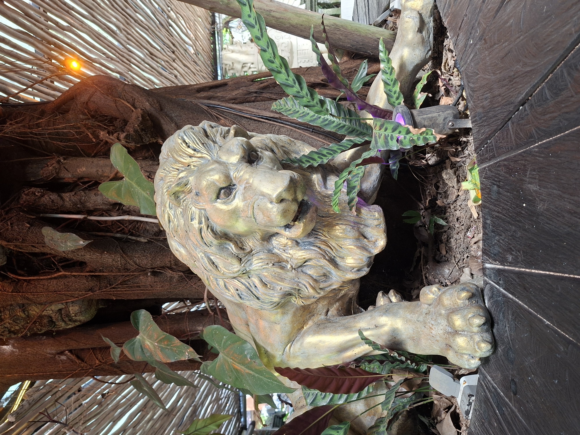 The image displays a golden-colored lion statue prominently situated within a lush, tropical environment in the Ubud District, Indonesia. The statue, depicting the head, mane, and front paws of a lion, exhibits intricate detailing and an alert, slightly fierce expression. Its right front paw appears to brace against a dark, textured wooden panel that occupies the right side of the frame.
The lion is set amidst a backdrop of large, gnarled tree roots and various types of foliage. Several green plants with broad, heart-shaped leaves are visible, alongside other plants featuring striking dark green leaves with purple undersides and patterns, possibly Calathea species. A woven wooden slat screen or fence is visible in the upper background.
Lighting in the scene includes a bright, warm orange glow emanating from the upper left, possibly from a setting sun or a powerful light source, visible through the wooden slats. Additionally, small artificial lights cast a subtle purple glow onto the plants and the base of the lion statue, suggesting an evening or dusk setting designed to highlight the features. A small black spotlight is discernible among the plants, directed towards the wooden panel. The overall scene evokes an exotic and decorative garden or interior design. No text is visible in the image.