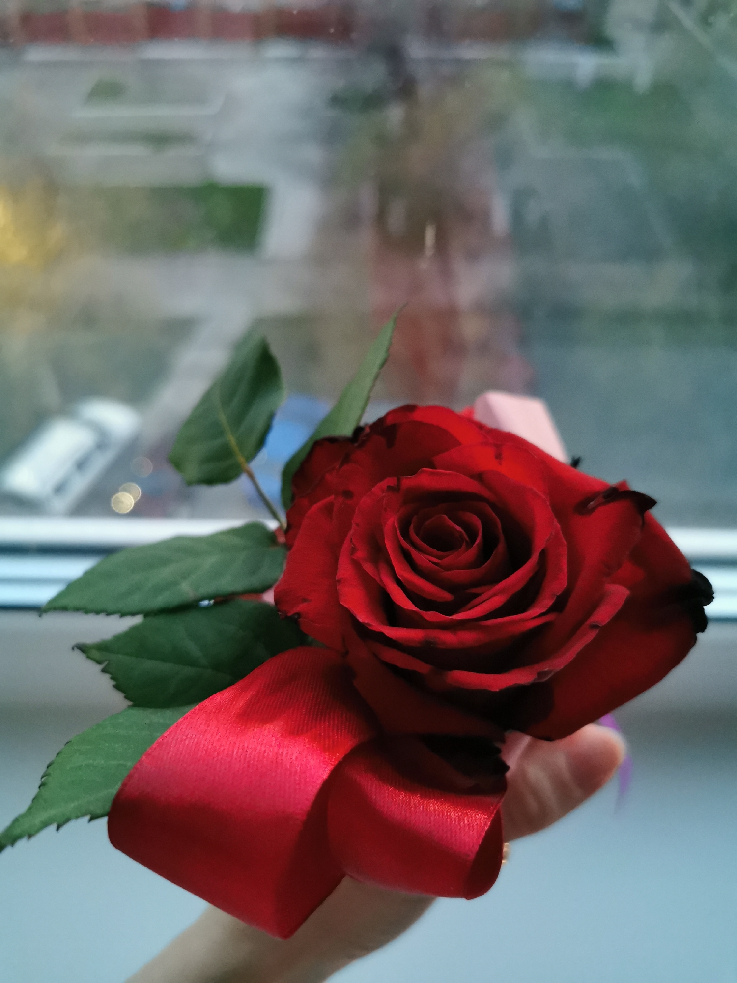 A single, vibrant red rose is the central subject of this close-up image, held in a person's hand before a window. The rose petals are a deep, rich red, with some outer edges appearing darker, almost black. Several green leaves are attached to the stem, providing a verdant contrast to the flower's intensity. A shiny, bright red ribbon is neatly tied around the rose's stem, adding a decorative touch.
A hand, with slender fingers, supports the rose from underneath, though the full hand is not distinctly visible. The background, seen through a window, is heavily blurred, creating a shallow depth of field that keeps the focus firmly on the rose. Through the window, indistinct shapes suggest an outdoor urban or suburban environment. Patches of green, likely grass or foliage, are visible, along with vague outlines of structures or buildings in the upper distance. A white vehicle, possibly a car, can be faintly discerned on the left side of the background. Soft, circular bokeh lights indicate artificial light sources or reflections from the outside.
The lighting suggests a time of day transitioning from late afternoon to early evening, characterized by subdued natural light and the presence of blurred artificial lights in the background. The scene is set indoors, looking out through a window. No specific weather conditions are discernible, nor are there any identifiable location cues beyond a generic urban/suburban view. There is no visible text in the media file. The act of holding the ribbon-adorned rose conveys a sense of care, perhaps indicating it's a gift or a cherished item, evoking feelings associated with love or appreciation.
