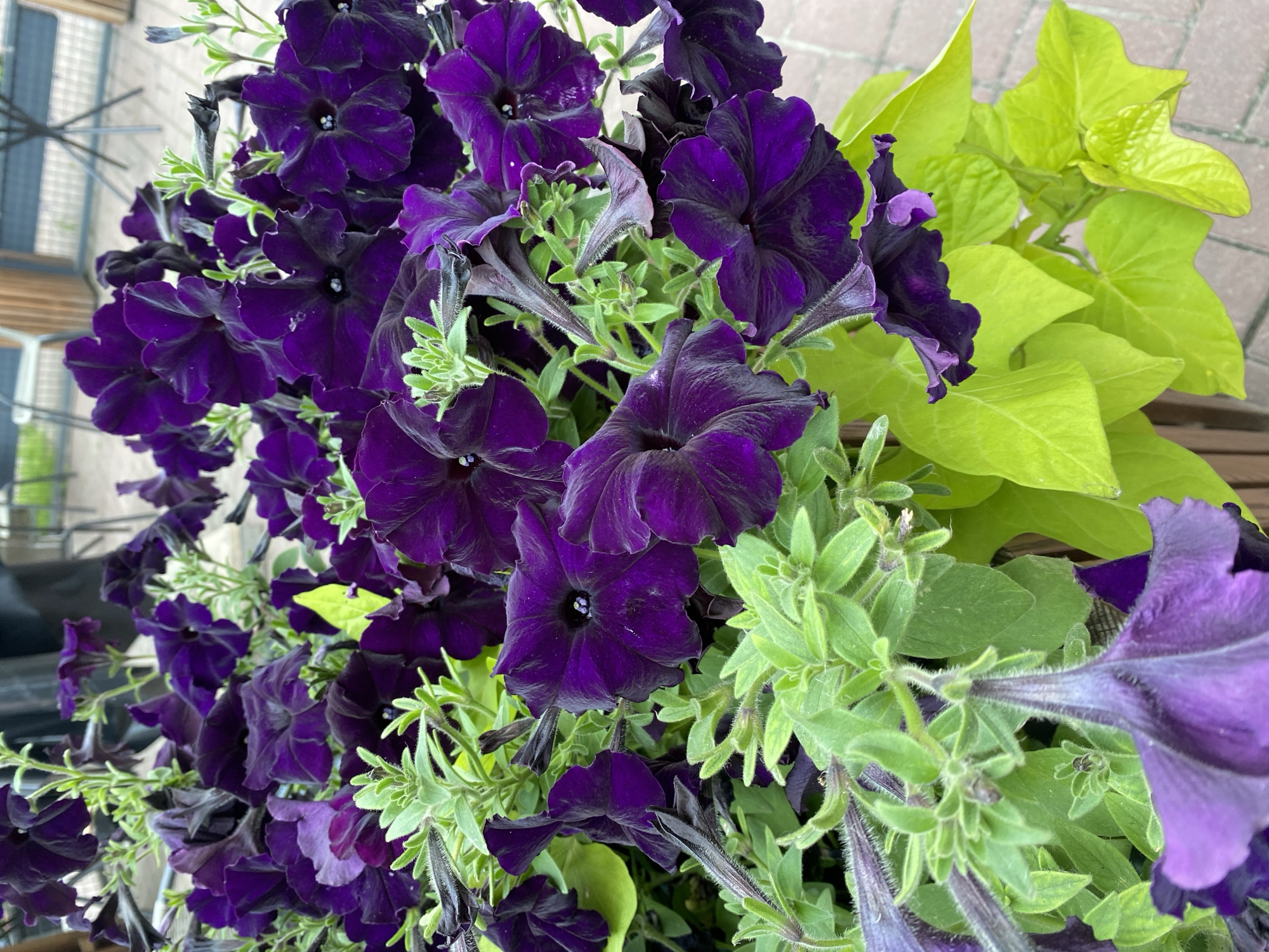 A close-up, eye-level shot captures a planter filled with dark purple petunias and bright chartreuse foliage, likely sweet potato vine, set against a blurred background of outdoor seating and paving stones. The petunias exhibit a deep, velvety purple hue with dark centers, their trumpet-shaped blooms varied in their openness. Some flowers are fully bloomed, displaying intricate petal structures, while others are more tightly furled. The chartreuse foliage offers a vibrant contrast, its heart-shaped leaves cascading downwards. The setting appears to be an outdoor seating area of a cafe or restaurant. The paving stones in the background suggest a public or commercial space. No people are visible in the frame. The image is well-lit, likely during daylight hours, highlighting the rich colors and textures of the plants. There is no specific information to determine the location within Chernihiv, Ukraine; the scene depicts a common urban planting arrangement.