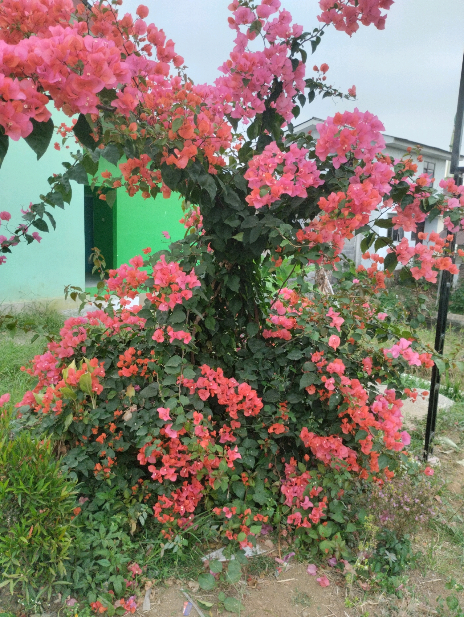 A full shot captures a vibrant bougainvillea plant in full bloom, its branches heavy with clusters of bright pink and coral-colored bracts. The plant, which appears to be a single, substantial specimen, is situated in front of a light green building with a dark green door visible on the left. The background also shows a portion of a white building with a dark roof on the right, suggesting an urban or suburban setting. The ground in front of the plant is covered with dry leaves and scattered pink petals, indicating a natural shedding process. The sky is overcast, providing soft, diffused light that enhances the vivid colors of the flowers. The scene appears to be an outdoor space, possibly a garden or yard, within the city of Jambangan, Indonesia.