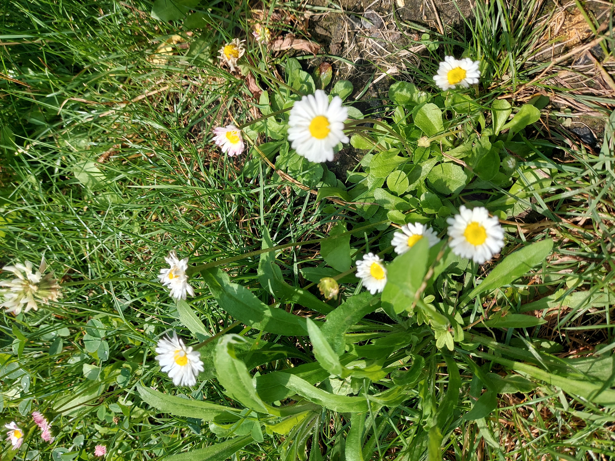 The image displays a cluster of small white daisies with yellow centers, interspersed with green grass. Some daisies are in full bloom, while others are in various stages of opening or wilting. The ground is a mixture of soil and dried leaves, with some patches of sunlight illuminating the scene. The overall impression is one of a natural, uncultivated area, likely a garden or a patch of wild growth. There are no people, animals, or man-made structures visible in the image. This scene could be found in a park or any green space within Franconville, France.