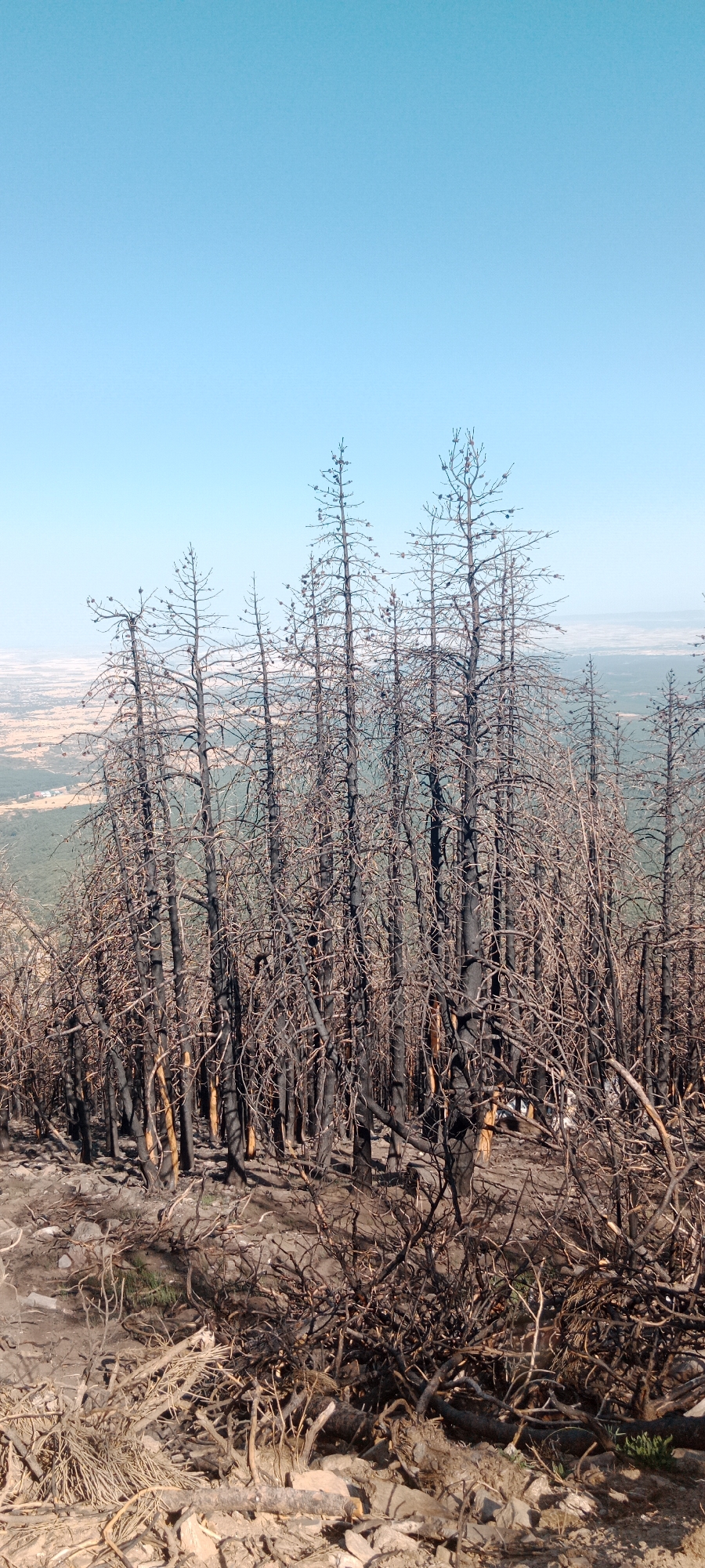 This media file depicts a scene of a forest fire aftermath, likely in a mountainous or hilly region, given the landscape visible in the background. The primary subjects are a dense cluster of dead and burnt trees, their black, skeletal forms stark against a clear, light blue sky. The ground in the foreground is covered with debris from the fire, including dry branches, burnt wood, and rocks. Some sparse green vegetation is beginning to emerge from the scorched earth, suggesting a slow process of recovery.
In the background, a panoramic view of a valley or plain is visible, dotted with small buildings and patches of green and brown vegetation. This distant landscape appears unaffected by the fire, providing a contrast to the immediate foreground. The bright, cloudless sky suggests a sunny day, and the clear visibility of the distant landscape indicates fair weather.
The overall mood of the image is somber and stark, highlighting the destructive power of fire and the resilience of nature as it begins to regenerate. There is no visible text in the image. The location context of Cerezo de Arriba, Spain, suggests this might be a depiction of a wildfire that occurred in that region. The time of day appears to be daylight, likely late morning or afternoon, given the brightness of the sky and the even illumination of the scene. No people or specific objects beyond the natural elements are discernible.