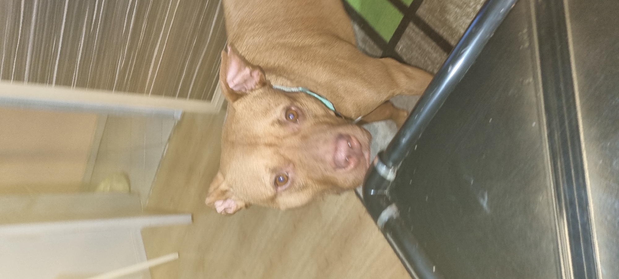 A light brown-colored dog with a blue collar lies on a carpet with green and brown stripes. It is indoors, near a metal object. The dog is looking up at the camera. The location is likely a home. There is no evidence the image was taken in Sofia, Bulgaria.