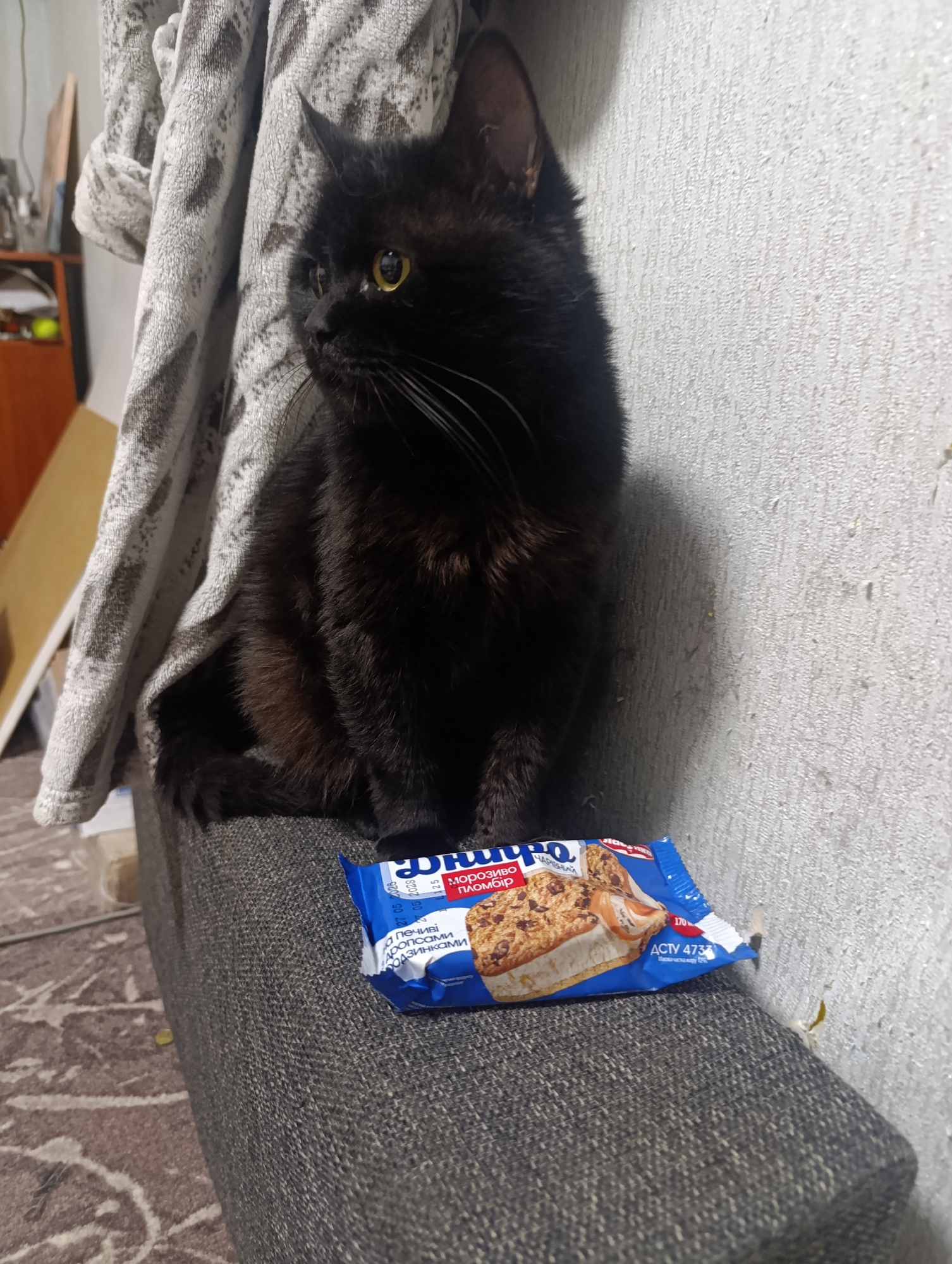 A black cat sits on a gray sofa next to a blue wrapper with an image of a cookie and ice cream sandwich. The cat is looking to the left, and its tail is curled around its body. In the background, a textured wall is visible, and a gray blanket is draped over the back of the sofa. The scene appears to be indoors, likely in a residential setting. There is no indication of Zlatopil, Ukraine.