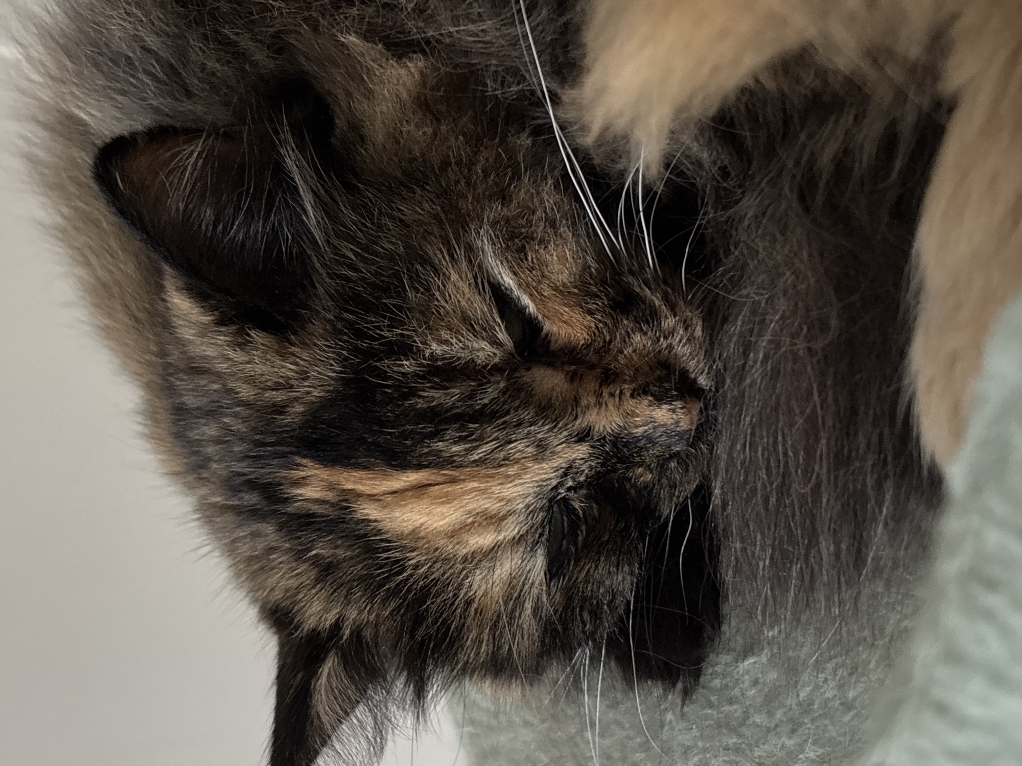 The image shows a close-up of a tortoiseshell cat sleeping on a soft, light green surface, likely a blanket or cushion. The cat's fur is a mix of black, brown, and orange, with long white whiskers. Its eyes are closed, and its head is resting on its paws, suggesting it is deeply asleep. The background is a plain, light-colored wall. There are no visible elements to indicate a specific location within the city of Семибратово, Russia.