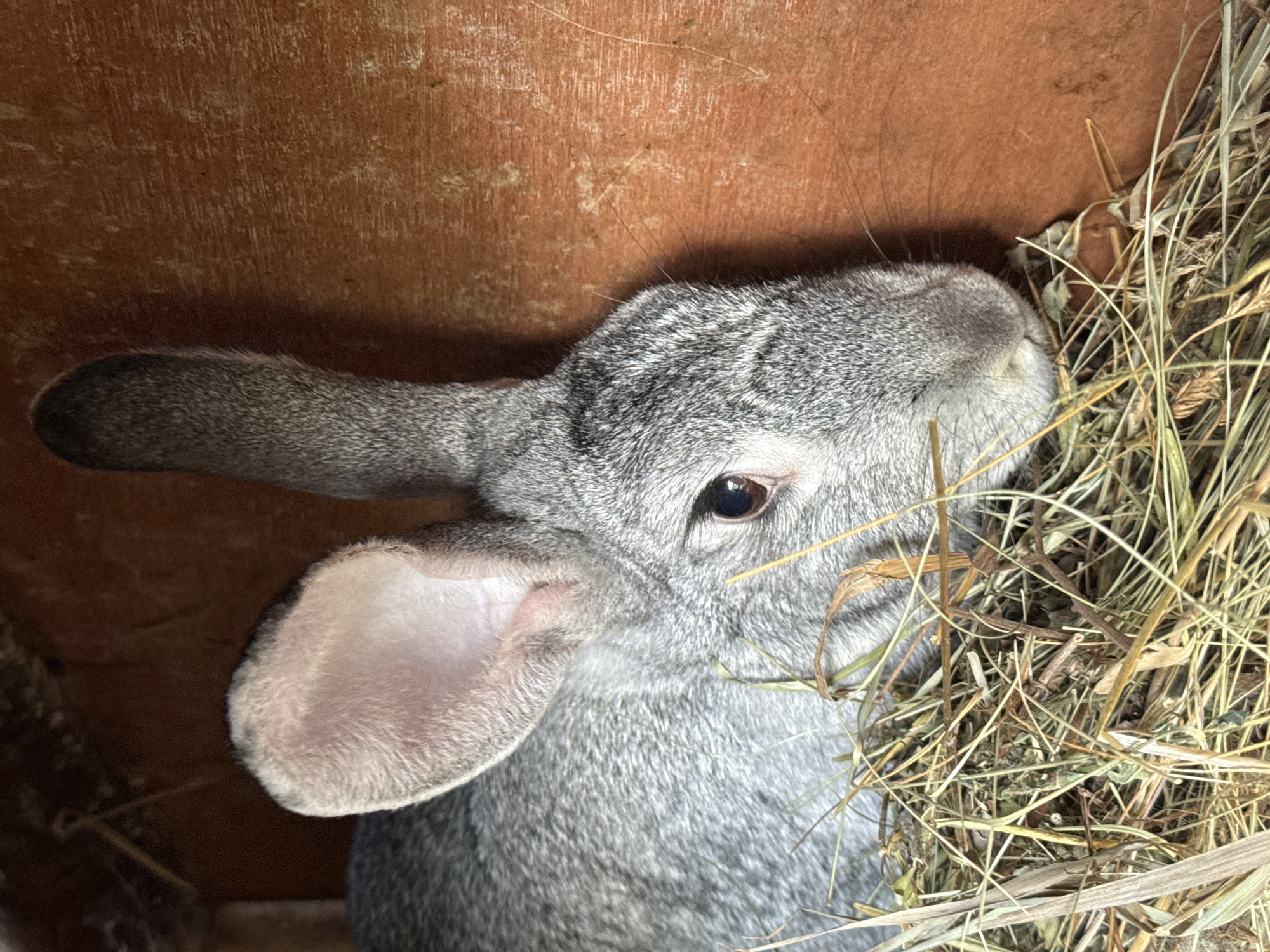 A gray rabbit is partially obscured by hay. The rabbit has long ears, one of which is fully visible with a pinkish inner ear. The rabbit is inside a wooden enclosure.
I am unable to determine the location in the city of Ольховка, Russia.
