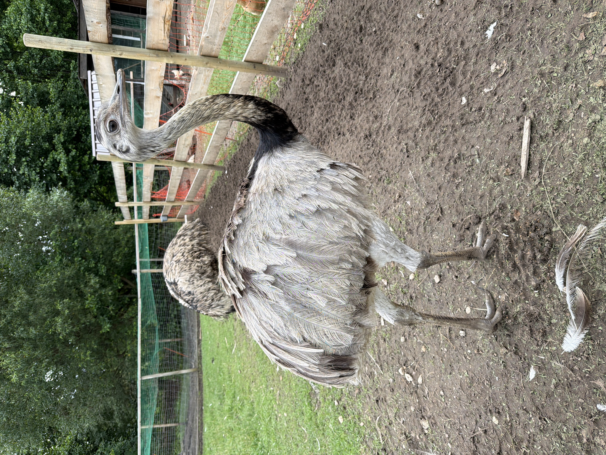 In Juočiai, Lithuania, a rhea stands in a muddy enclosure with a wooden fence. The rhea is predominantly gray with lighter feathers on its body and darker feathers on its neck. Another rhea is visible in the background, mostly obscured. The enclosure has a green net fence in the background and a wooden structure with a red net fence to the right. Trees are visible behind the fences. Several feathers lie on the ground in the foreground.