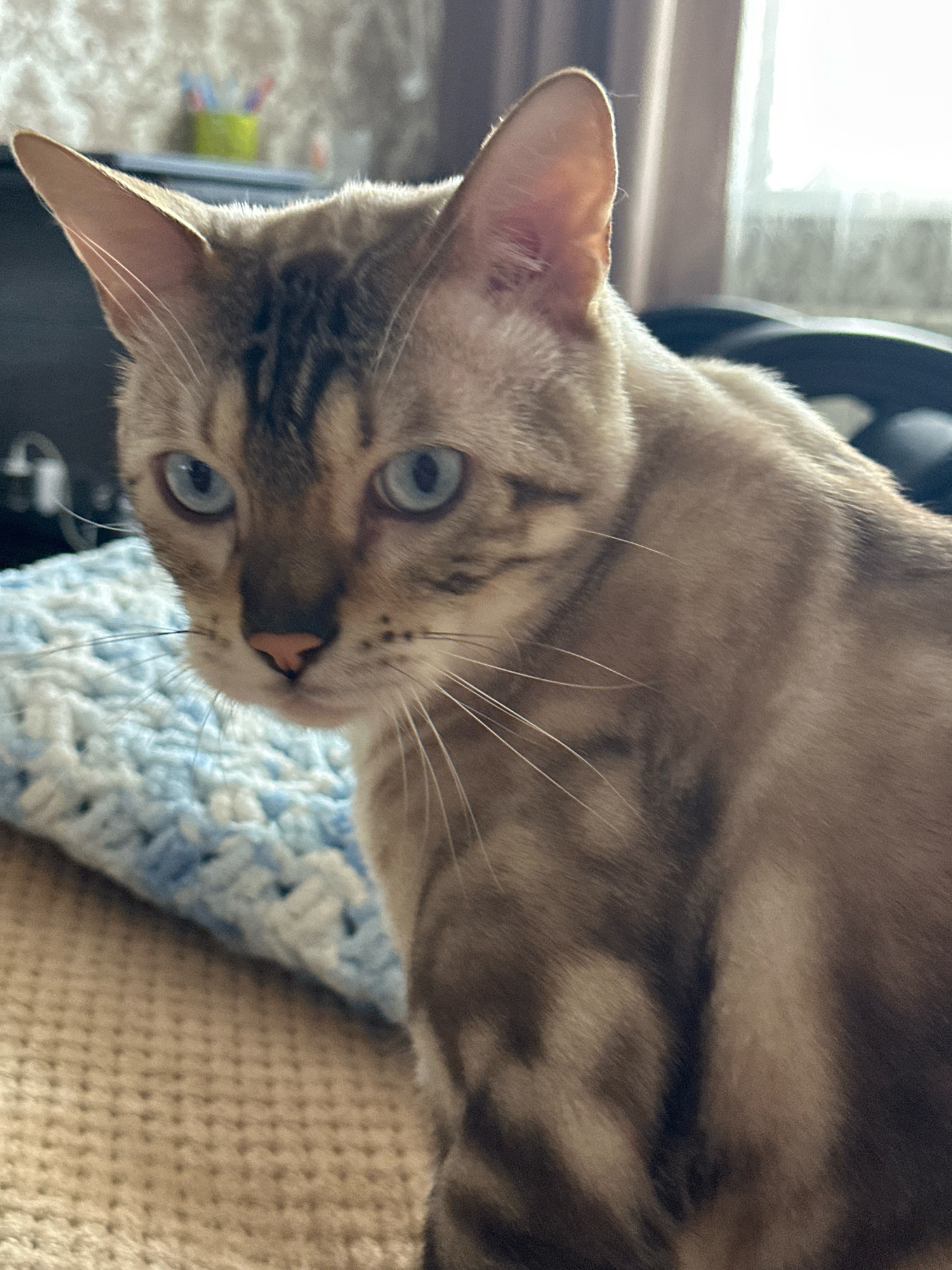 A close-up shot shows a light brown cat with blue eyes and dark tabby markings on its face and body. The cat is sitting on a textured surface, possibly a sofa or blanket, with a blue and white knitted item to its left. The background is blurred, showing a wall with patterned wallpaper and a window with light filtering through. There are no people present in the image. The image does not provide any information that would indicate a location in the city of Energetik, Russia.