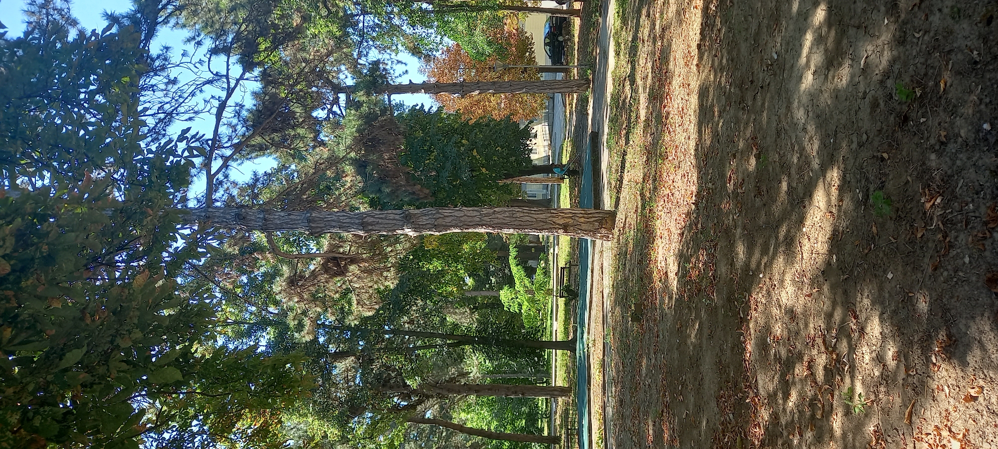 The image depicts a park in Silistra, Bulgaria. The foreground is a dirt path littered with fallen leaves and dappled with sunlight. In the middle ground, there is a paved area with benches and trees, and a person is seen raking leaves. In the background, there are more trees, a building, and a black car. The sky is blue and clear. The overall scene suggests an outdoor recreational space during autumn.