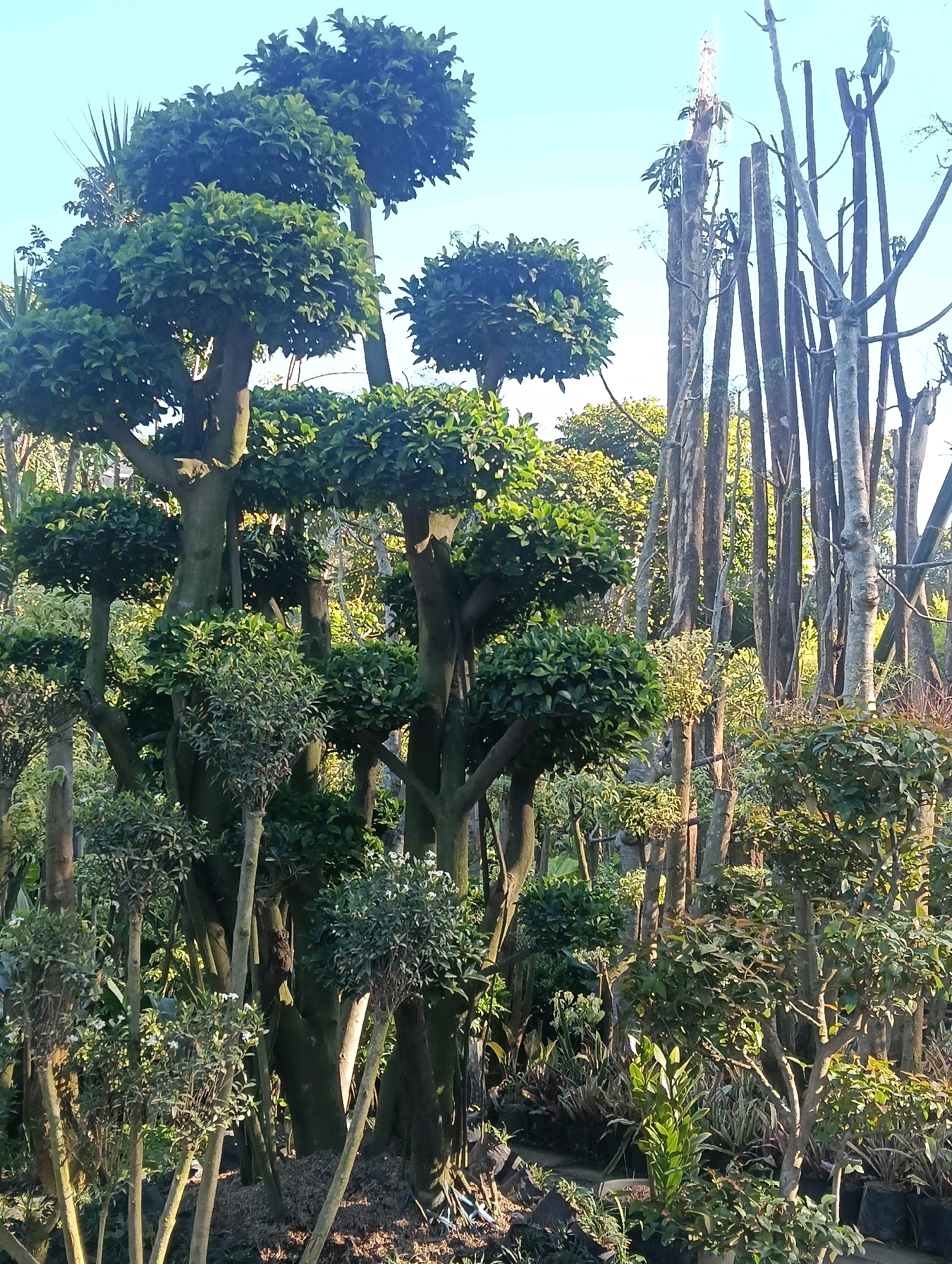 This image depicts a lush nursery in Gudangkahuripan, Indonesia, specializing in meticulously sculpted bonsai trees and other ornamental plants. The foreground is dominated by a large, multi-tiered bonsai with dense, rounded foliage supported by a sturdy, gnarled trunk. To its right, a cluster of smaller, similarly pruned trees adds to the cultivated atmosphere. In the background, a collection of tall, slender trees, likely intended for future bonsai cultivation or landscaping, stand in a vertical arrangement, their bare branches contrasting with the verdant foliage of the foreground. The scene is bathed in natural sunlight, casting soft shadows and highlighting the vibrant green of the leaves. The ground appears to be covered in dark soil and mulch, with some potted plants visible at the very bottom of the frame. The overall impression is one of careful horticultural practice and a serene natural setting.