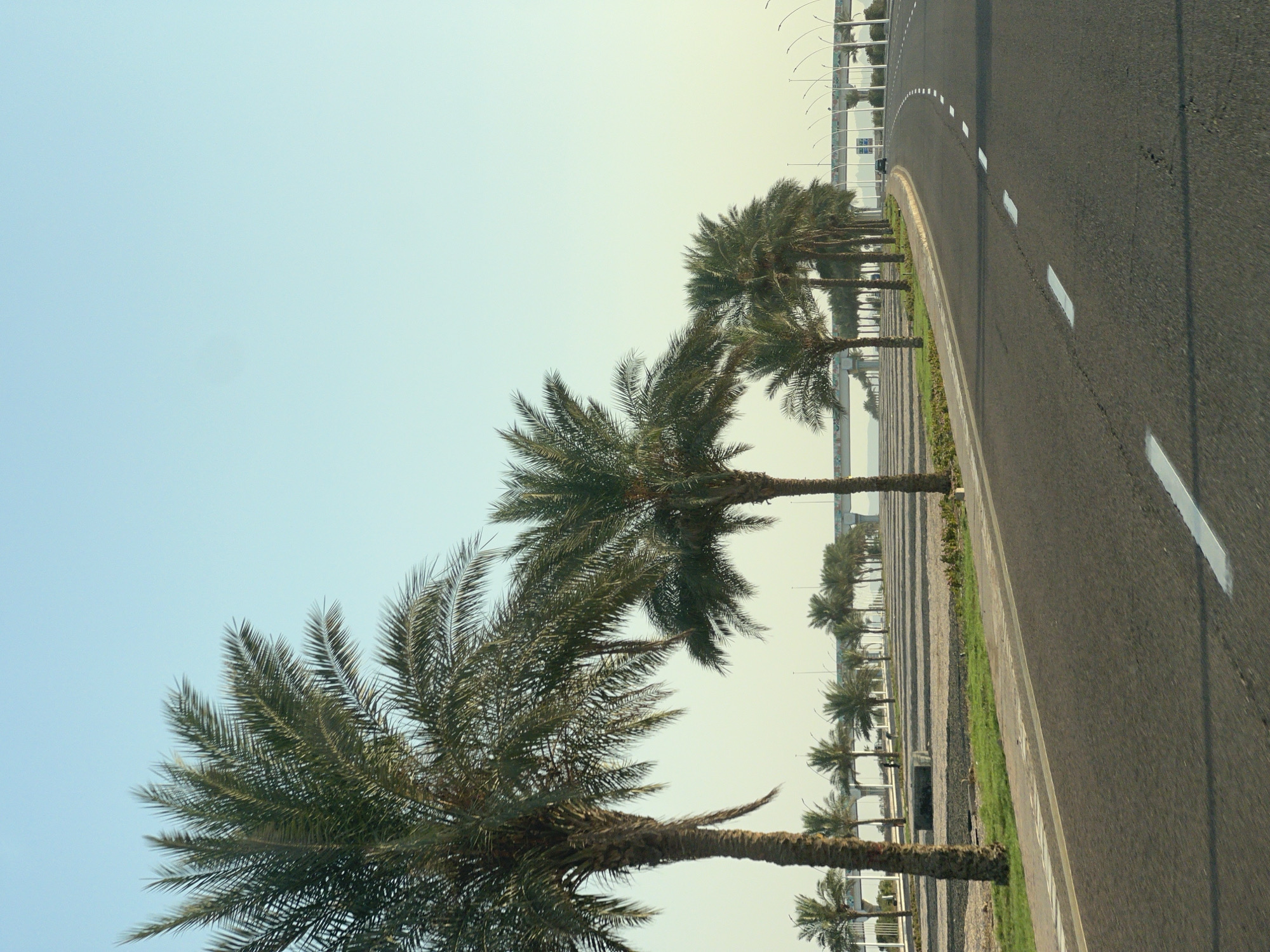 A vertical, eye-level shot captures a paved road winding through a landscape lined with palm trees under a clear, pale blue sky. In the foreground, the asphalt road is marked with white dashed lines. To the left of the road, a strip of green grass borders a sandy, open area with rows of smaller palm trees in the distance. Two prominent palm trees stand closer, with their fronds reaching towards the sky. In the background, a modern bridge with white pillars spans across the scene, and a black car is visible driving away on the road. The overall scene suggests an urban environment in a warm climate, potentially a coastal area in Sharm El Sheikh, Egypt, characterized by its characteristic palm-lined streets and modern infrastructure. There are no people visible in the image.