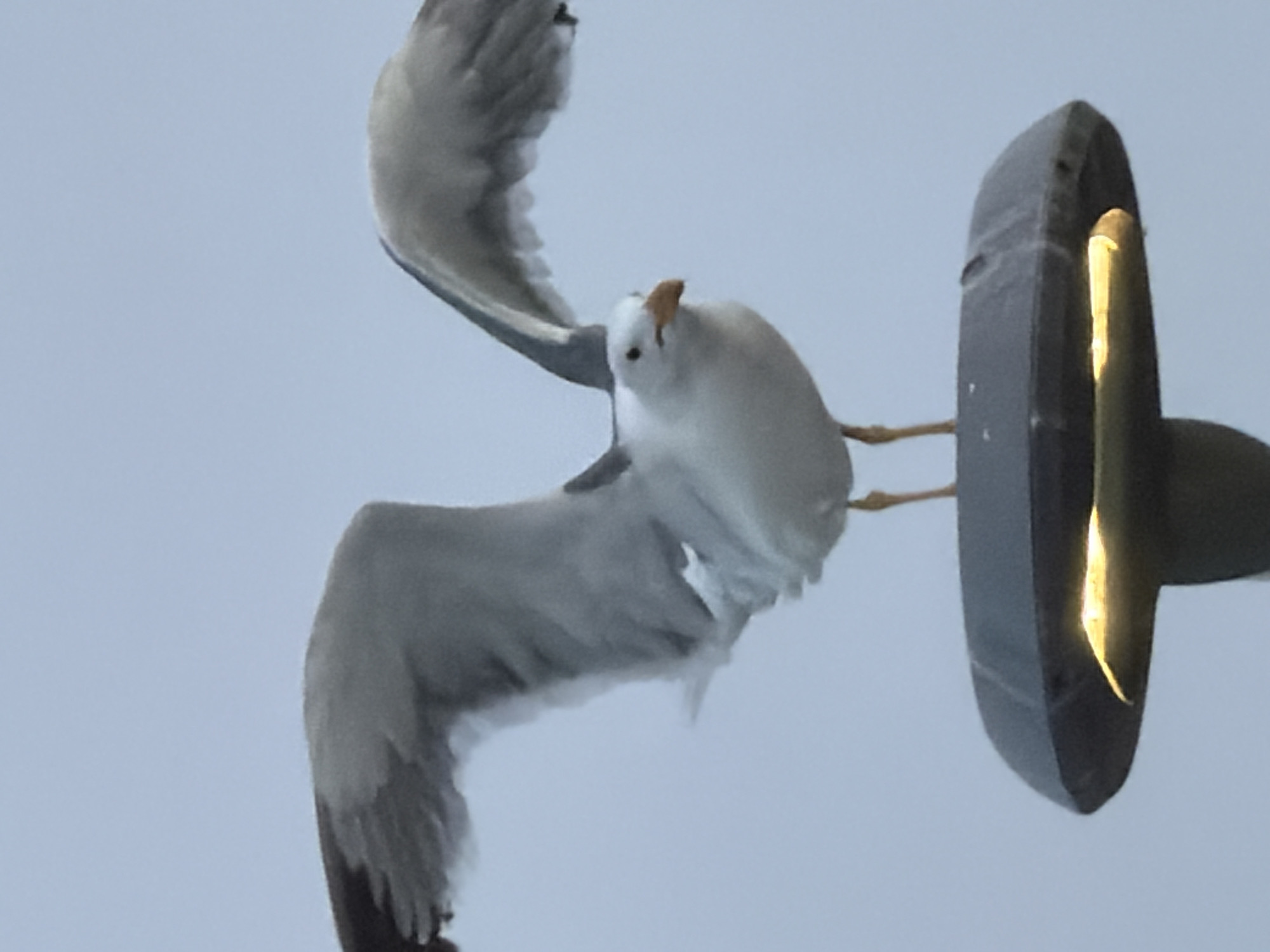 A close-up, eye-level shot shows a seagull with its wings outstretched while perched on a lamp. The bird is facing the viewer, with its beak slightly open and its gaze directed forward. The lamp, a dark, oval-shaped fixture, emits a soft yellow glow from within. The background is a clear, pale blue sky. The image was captured in Astana, Kazakhstan.