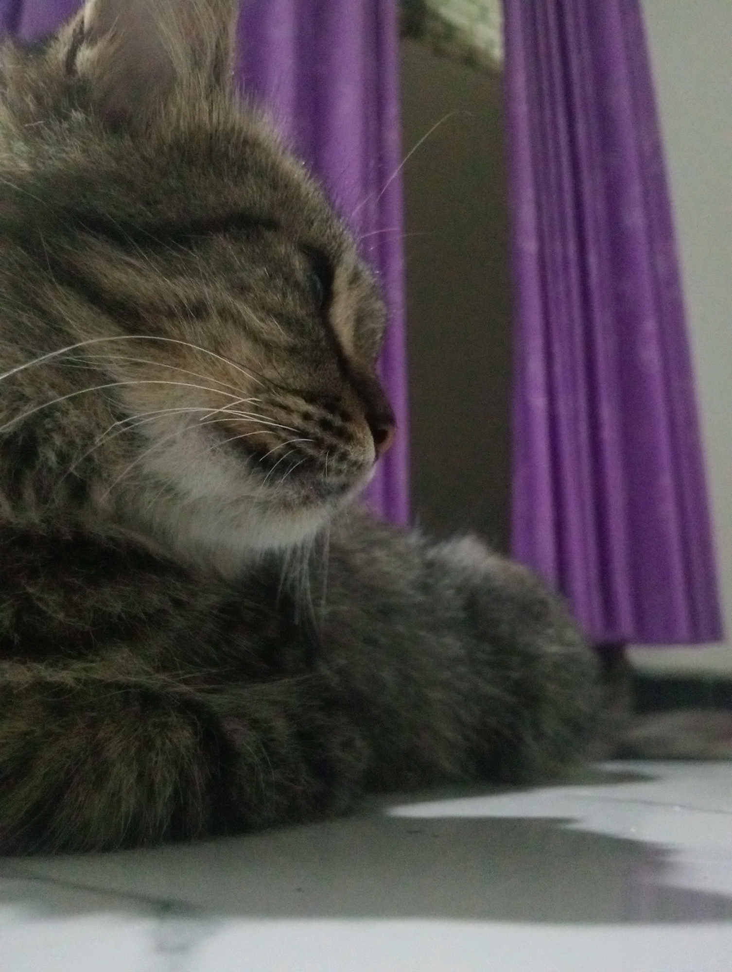 A close-up, side profile shot captures a tabby cat resting on a white, glossy surface. The cat's fur is a mix of brown and black stripes. Its eyes are closed, and its whiskers are long and white. In the background, a purple curtain is visible, and the lighting suggests an indoor setting. The location is noted as Soko, Indonesia, though there are no specific visual cues to confirm this in the image itself.
