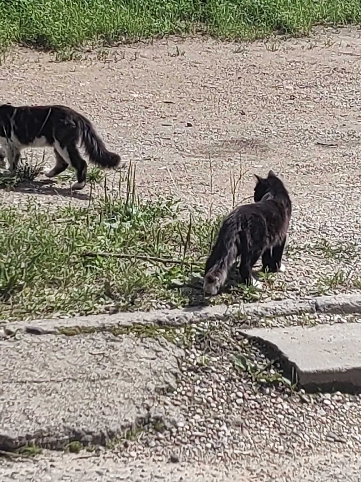 Two cats are visible outdoors in Hrodna, Belarus. The cat on the left is predominantly white with dark patches and is walking towards the left of the frame. The cat on the right is black with white paws and is facing away from the camera, looking to the right. They are on a gravelly surface with sparse green grass and some concrete elements. The background consists of more gravel and greenery.