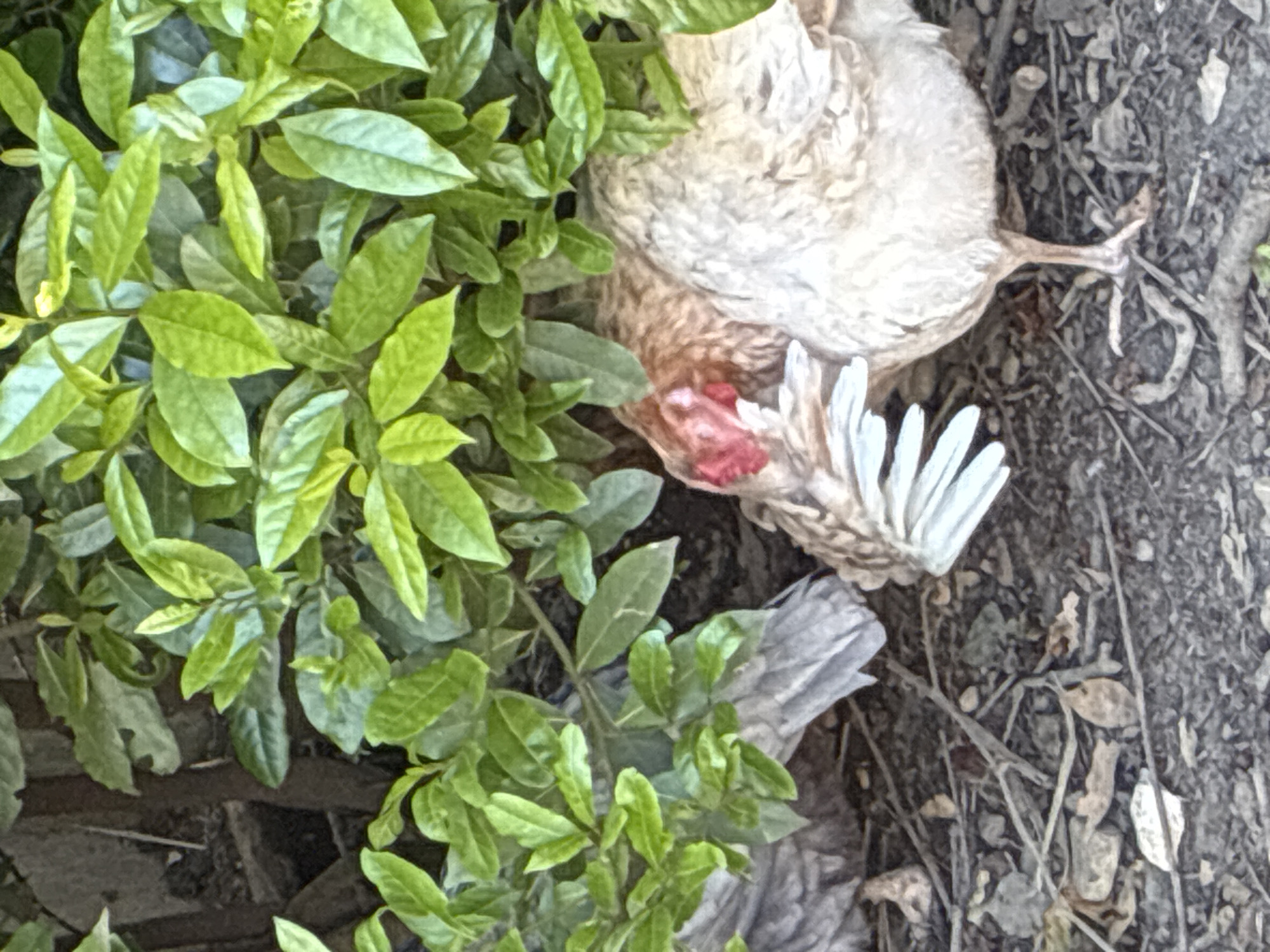 An outdoor scene features a light-feathered chicken lying motionless on its side amidst dense green foliage and earthy ground. The chicken's body, primarily beige and white, is partially obscured by the vibrant green leaves on the left side of the frame. Its head is visible, showing a red comb or wattle, and prominent white tail feathers are fanned out. One of its legs and feet is extended onto the ground.
The ground cover consists of dark soil, scattered dry leaves, and small twigs, suggesting a natural or unkempt area. A piece of grey debris, possibly wood or rock, is visible near the chicken's lower body. The lighting indicates it is daytime. The stillness of the chicken suggests it is deceased or gravely injured. The location is an outdoor natural setting, consistent with areas found in Sochi, Russia. No text is visible in the image.