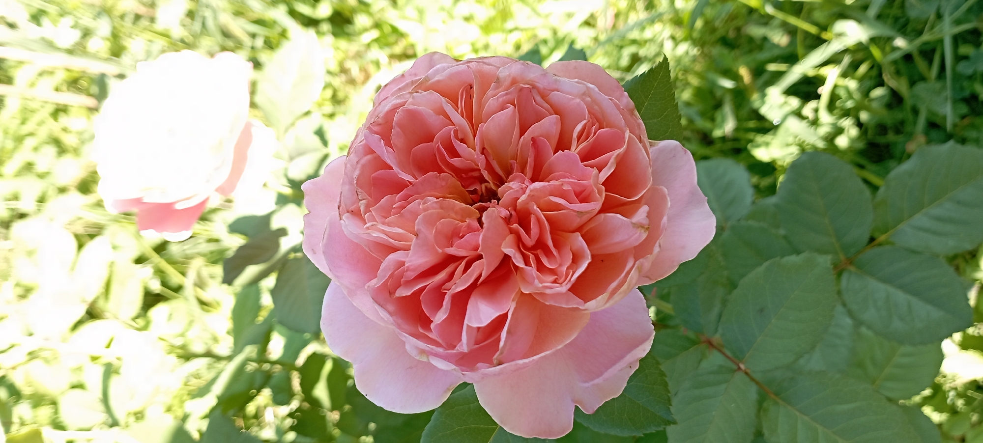 A close-up shot focuses on a fully bloomed, delicate pink rose in the foreground. The rose's petals are densely packed, creating a ruffled, multi-layered appearance. The bloom is positioned slightly off-center to the left of the frame, with its stem and several green leaves visible below. In the background, out of focus, is another lighter pink bloom and lush green foliage, suggesting a garden setting. The overall lighting suggests it is daytime, with sunlight filtering through the leaves, creating bright highlights and shadows. This scene is located in the village of Radisne, Ukraine, a rural area known for its gardens and natural landscapes.