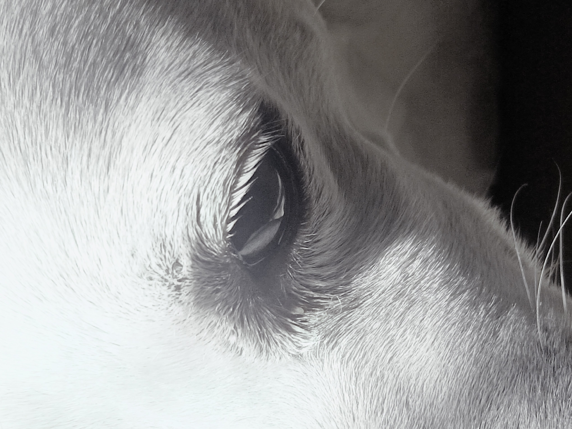 A close-up black and white photograph focuses on the eye and surrounding fur of an animal, likely a dog or cat. The eye is dark and surrounded by short, dense fur. Longer fur frames the eye. The image is likely cropped, as only a portion of the animal's face is visible. There is no information to determine the location or the city of Ciudad Guayana, Venezuela.