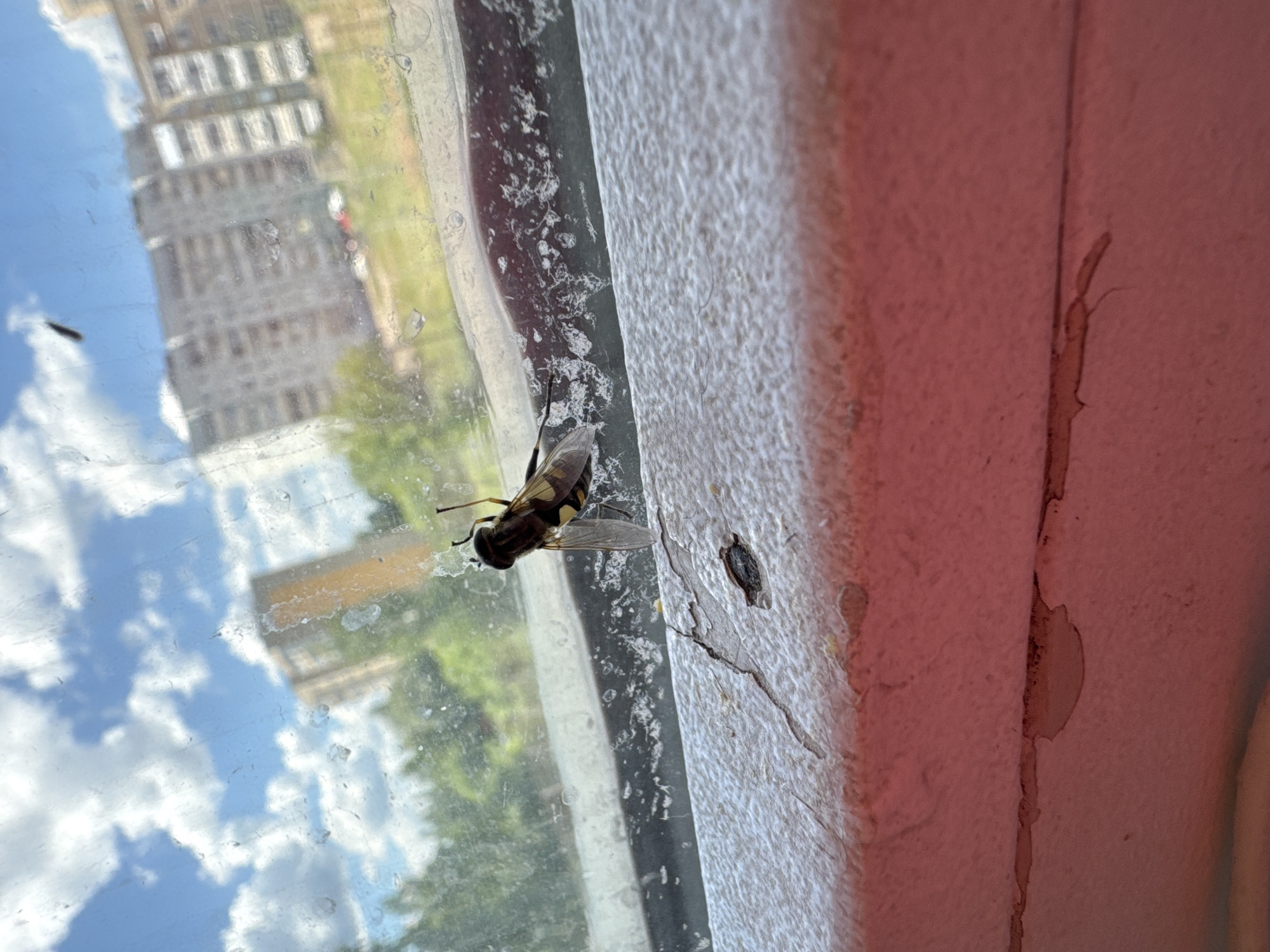 A hoverfly is perched on a cracked white windowsill against a backdrop of a cloudy blue sky and a blurred cityscape. The hoverfly, a species of fly known for its wasp-like appearance, is positioned in the center-right of the frame, with its wings outstretched. The windowsill itself is weathered, showing signs of age and damage. Beyond the window, buildings and trees are visible, suggesting an urban or suburban setting. The image appears to have been taken in the city of Chaikovsky, Russia, given the context provided.