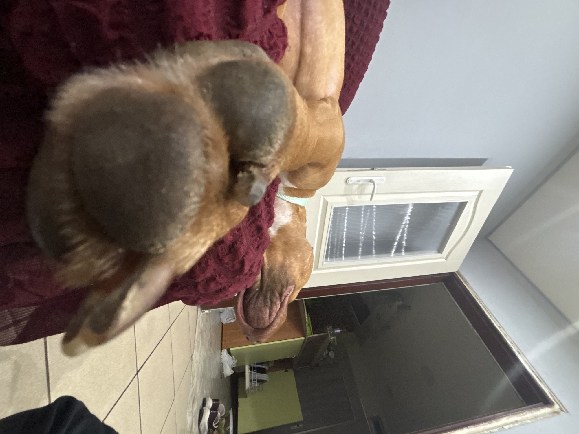 A brown dog is resting on a maroon blanket or towel, its nose prominently featured in the foreground. The background includes a white paneled door or window with a silver handle. Beyond the door, a glimpse of a kitchen or interior space is visible, suggesting the scene is indoors. The floor tiles are visible in the lower left corner. No information indicates that the location is in Sofia, Bulgaria.