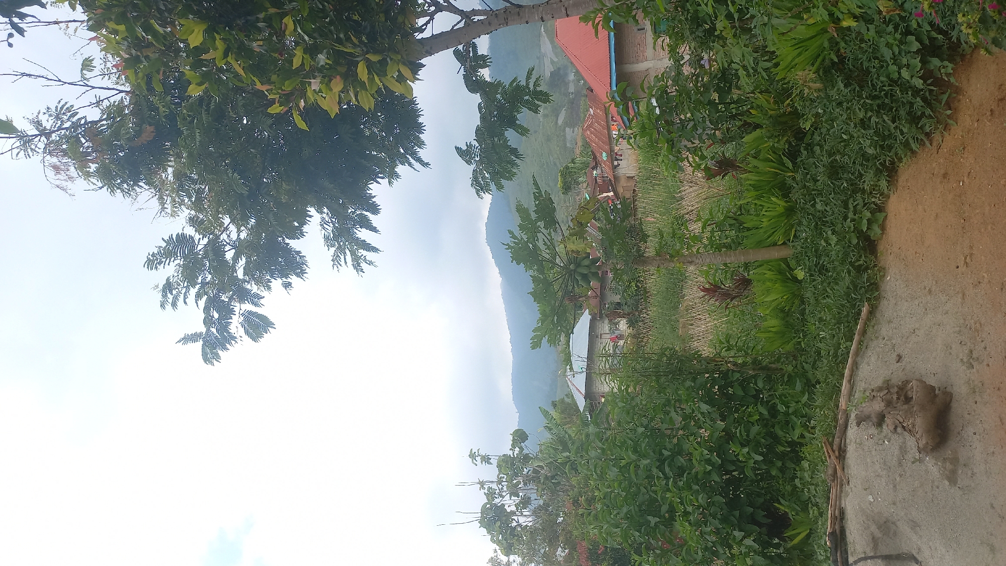An overcast day in a rural village in Unknown, Indonesia, depicts a scene dominated by lush greenery and distant mountains. In the foreground, a pile of light-colored sand and some dried branches lie on a dirt path. To the left, dense foliage with various shades of green forms a thick barrier. A papaya tree with green fruit stands prominently in the mid-ground, surrounded by more vegetation. Several houses with corrugated metal roofs are visible behind the trees, suggesting a residential area. The background is characterized by rolling hills covered in vegetation, fading into a hazy, light-colored sky. The overall impression is one of a tranquil, natural environment with a hint of human settlement.
