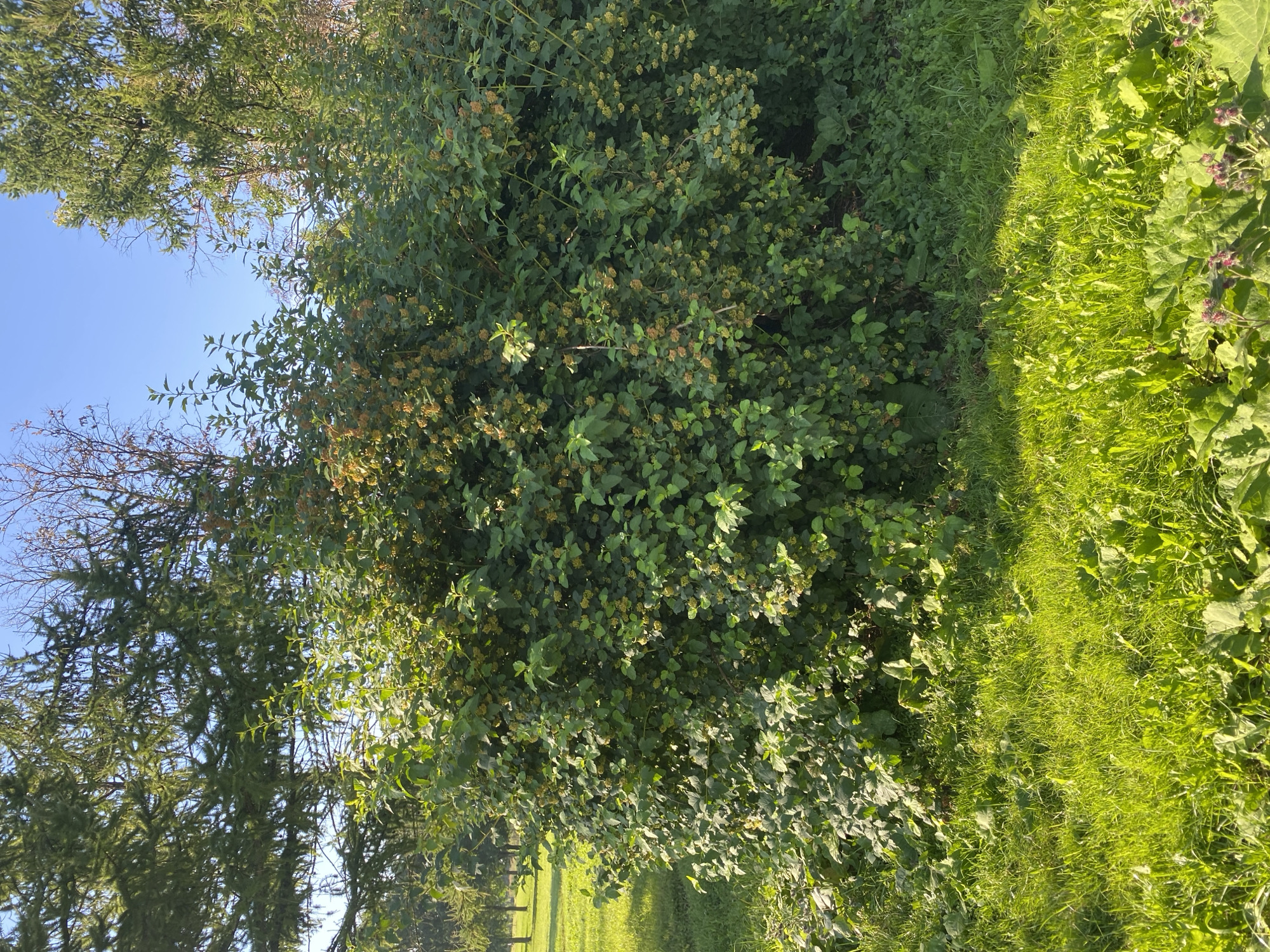 The image shows a large, dense green shrub with some small, yellowish-brown seed heads or flowers. The shrub is situated on a grassy lawn with dappled sunlight. In the background, there are tall trees, some with green needles and others bare-branched, against a clear blue sky. The overall setting appears to be a park or garden area, possibly in the city of Saint Petersburg, Russia, given the mention of this location. There are no people or animals visible in the image. The vegetation suggests a temperate climate, and the bright sunlight indicates it is daytime. The shrub is the main subject, filling the center of the frame.