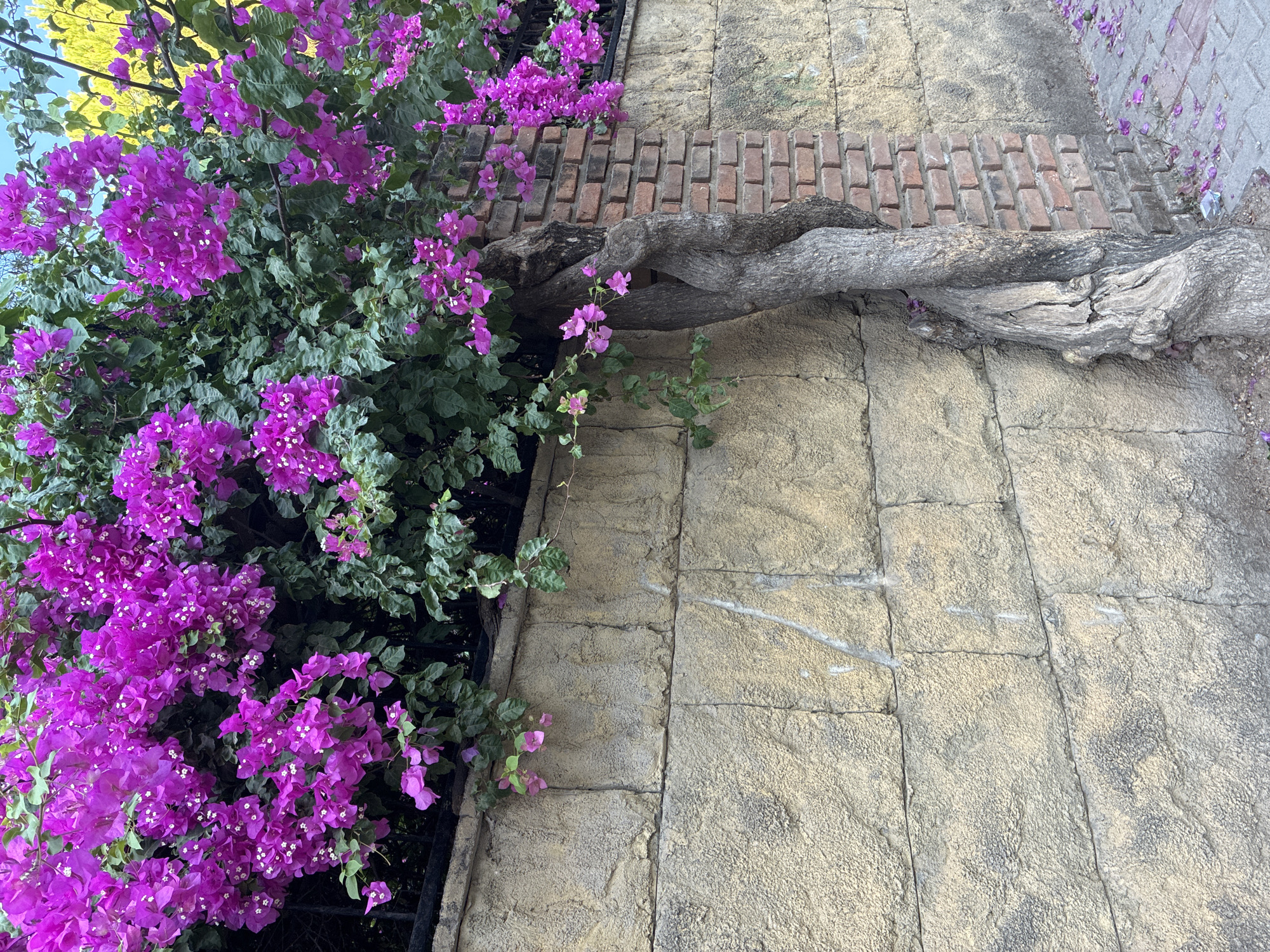 The image shows a weathered, textured stone wall in Alanya, Turkey, partially covered by a vibrant bougainvillea plant with abundant purple blooms. The wall is constructed from large, roughly cut stone blocks, some of which appear weathered and stained. A brick pillar, integrated into the wall, supports a section of the bougainvillea's gnarled trunk, which twists around it. The bougainvillea cascades over the top of the wall and a black metal railing is visible behind the foliage. The ground in front of the wall is a paved walkway, with scattered purple bougainvillea petals on its surface. The scene depicts a natural element, the bougainvillea, intertwined with man-made structures, the stone wall and brick pillar, in an outdoor urban setting.