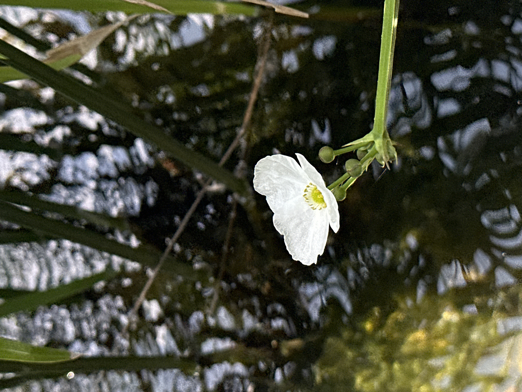 A single white flower with a yellow center floats on dark water, its petals slightly curled. The flower is attached to a green stem with several small, unopened buds. Tall, green reeds rise from the water in the background, their reflections creating abstract patterns on the dark surface. The water itself is murky, with sunlight glinting off its surface in patches, suggesting a natural setting like a pond or slow-moving stream. The overall impression is one of peaceful serenity. The image does not provide any specific information to locate it within the city of Mũi Né, Vietnam.