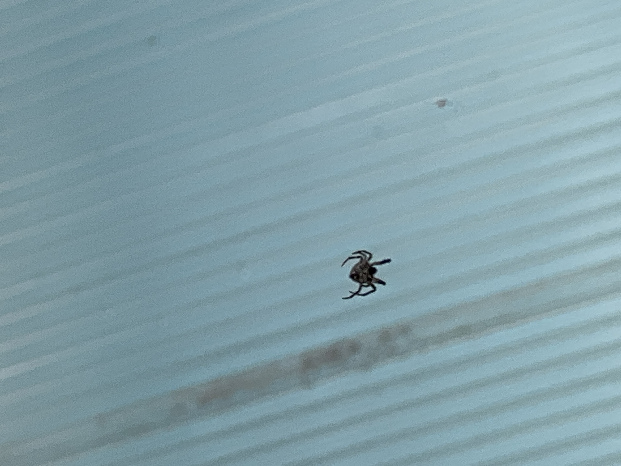 A dark, multi-legged arachnid is positioned in the center right of the frame, against a light blue, ribbed surface. The arachnid is facing left, with its legs splayed outwards. A dark, elongated smudge is present to the left of the arachnid, also on the blue surface. The surface appears to be made of corrugated material. The scene is set in the city of Fontanka, Ukraine.