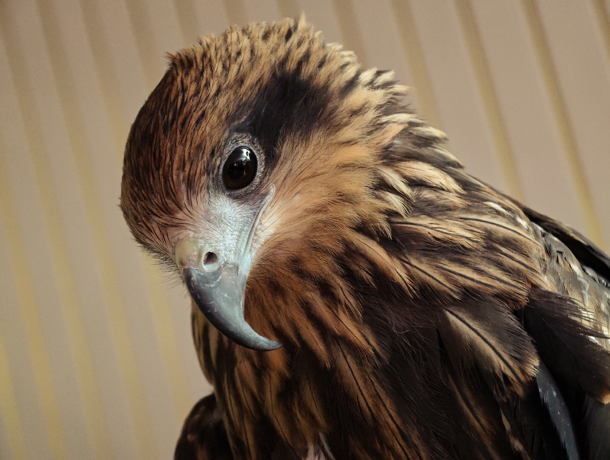 A close-up, eye-level, medium shot captures the head of a bird of prey, likely a kite, against a softly blurred, light brown background with vertical stripes. The bird's head is angled down and to the left, with its dark, glossy eye looking slightly to the left. Its beak is prominent, hooked, and a grayish-blue color, with a dark nostril visible. Feathers on its head and neck are a mix of brown and black, with lighter, golden-brown feathers framing its face and creating a ruffled crest. The feathers exhibit intricate detail, showing individual strands and their texture. The lighting is soft, highlighting the sheen on the bird's eye and the depth of its plumage. The background, though out of focus, provides a neutral setting that emphasizes the subject.