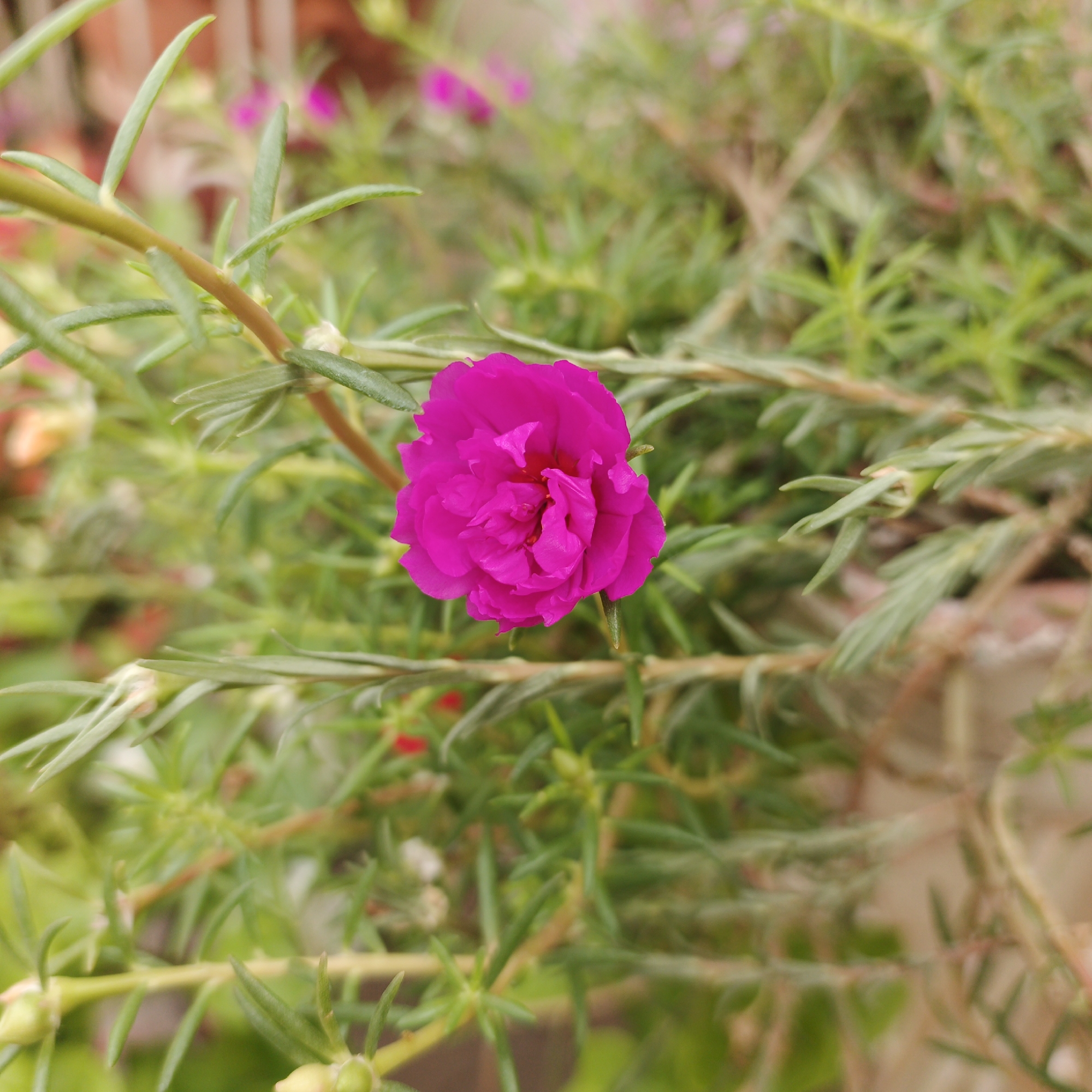 A close-up, medium shot captures a bright pink flower with numerous petals, centered in the frame. The flower is surrounded by green, needle-like leaves, growing on brown stems. The background consists of similar foliage, creating a blurred, natural setting. The image was taken in Tinaquillo, Venezuela.