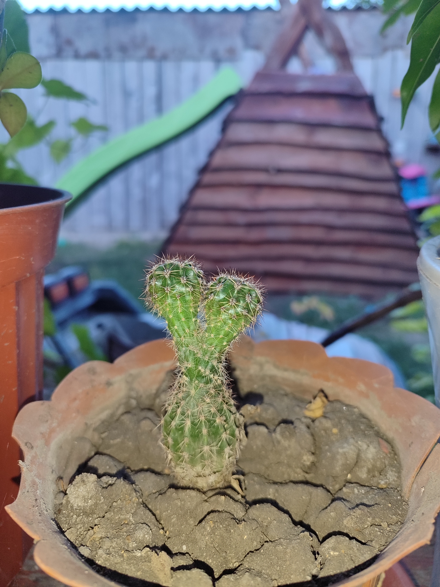 In the city of Novosamarka, Ukraine, a small, green cactus with a bifurcated stem stands planted in a cracked, clay pot. The pot is situated outdoors, with a blurred background showing a wooden play structure and a portion of a fence. To the left of the cactus, a brown plastic pot is partially visible, and to the right, a portion of another plant or object is present. The ground beneath the play structure appears to be grass. The lighting suggests it is dusk or early evening.