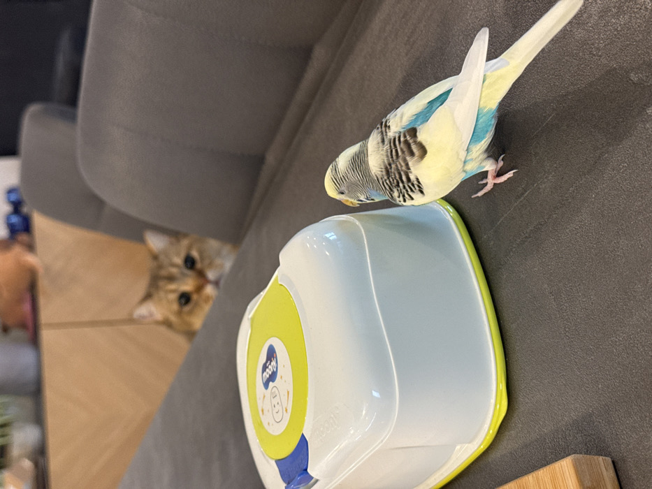 In an interior location within l'Hospitalet de Llobregat, Spain, a domestic tabby cat with golden-brown fur is partially visible in the background, peering over the top of a grey upholstered chair or sofa back. Its eyes are fixed on the foreground scene. A yellow and blue budgerigar, exhibiting grey and black barring on its head and back, stands on a dark grey surface, oriented towards a white plastic container with a bright yellow top. The container's lid features a central circular blue element with white text and a temperature indicator. A partial view of a light-toned wooden object is present in the lower-left corner of the frame. Blurred light-colored wooden cabinetry and miscellaneous objects are discernible in the far background.