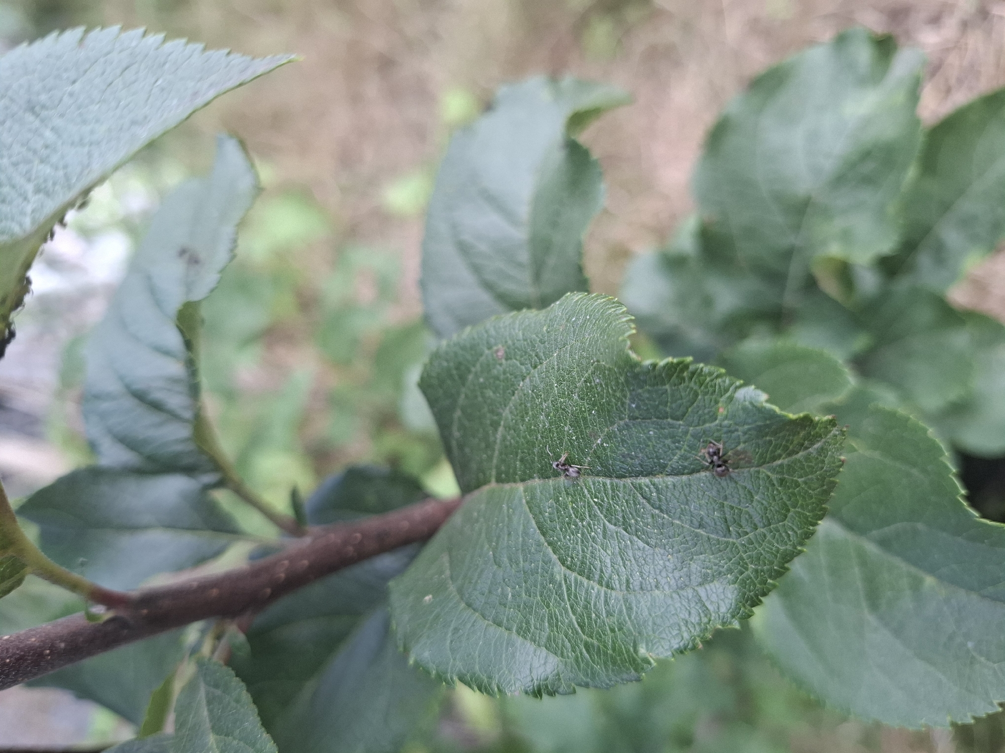 Two small insects, likely ants, are visible on a green leaf. One ant is positioned in the upper left quadrant of the leaf and the other is slightly below and to the right of the first. The leaf itself is textured with visible veins and serrated edges. The leaf is attached to a dark brown stem. In the background, out-of-focus green foliage and a blurred brown, earthy surface are present. There is no indication of the specific location within Chorna, Ukraine.
