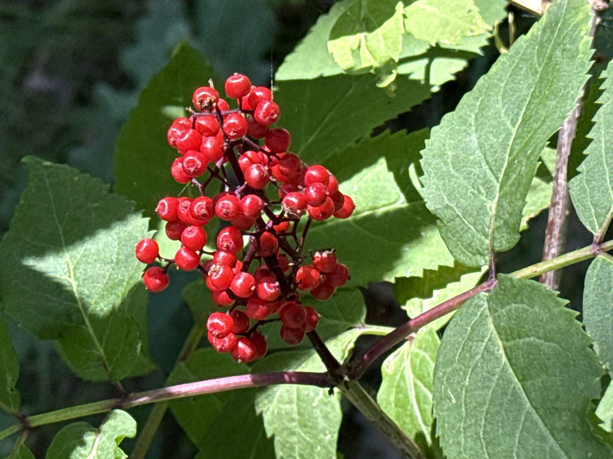 A close-up, eye-level, outdoor shot showcases a cluster of ripe, red berries against a backdrop of green foliage and dappled sunlight. The berries are small, round, and clustered tightly on thin, branching stems. The leaves are broad with serrated edges and visible veins. The scene suggests a natural, possibly rural, setting, with no indication of an urban environment like Korobivka, Ukraine. There are no people or man-made objects visible in the image.