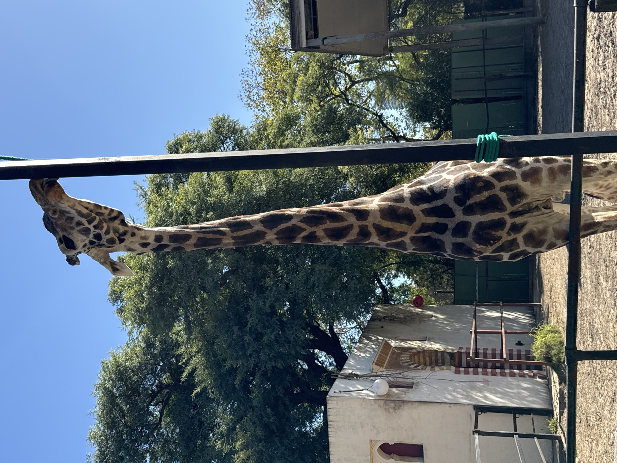 A giraffe dominates the left and center of the frame, its head positioned towards the top left and its long, spotted neck and upper body extending diagonally downwards across the image. The giraffe's coat features distinct brown patches against a lighter cream background. Its head appears to be resting on or interacting with a dark, horizontal metal beam that spans the mid-ground.
A bright green rope or strap is coiled around the metal beam on the right side, and another segment of green rope hangs vertically from the beam on the left, near the giraffe's head.
The background features a clear, bright blue sky in the upper left, transitioning to lush green trees with dense foliage across the center and upper right. Below the trees, parts of a light-colored building with a white facade and some darker details, possibly red roof tiles or decorative elements, are visible in the bottom right. A small red spherical object rests on one of the building's roofs. Additional dark metal structures, possibly fences or railings, are also present in the background.
The scene takes place outdoors during bright daylight, suggesting clear weather. No people or visible text are present. The arrangement strongly indicates an animal enclosure within a zoo or wildlife park, aligning with the context of Buenos Aires, Argentina.
