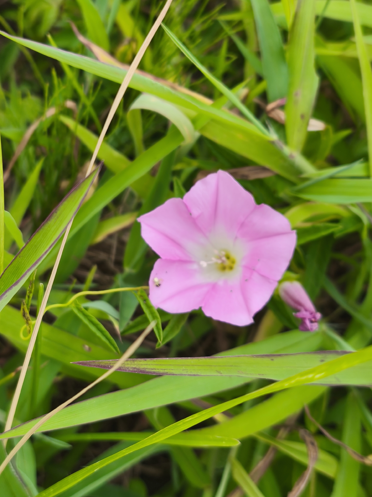 A close-up, slightly high-angle shot focuses on a single, delicate pink morning glory flower with a white center. The flower is positioned in the lower right quadrant of the frame, its petals fanned out to reveal a yellow stamen. To the right of the main flower, a smaller, unopened pink bud is visible. The flower and bud are nestled amongst lush green grass and foliage, some blades of which are long and appear to be blades of grass, while others are thinner tendrils. A few dry, straw-colored stems or blades of grass crisscross the scene, adding texture. The background is a blur of green, suggesting a natural, outdoor setting. There is no indication of Asan-si, South Korea in the image itself. There are no people or animals in the image, with the exception of a very small, dark insect on one of the pink petals, which is barely visible.