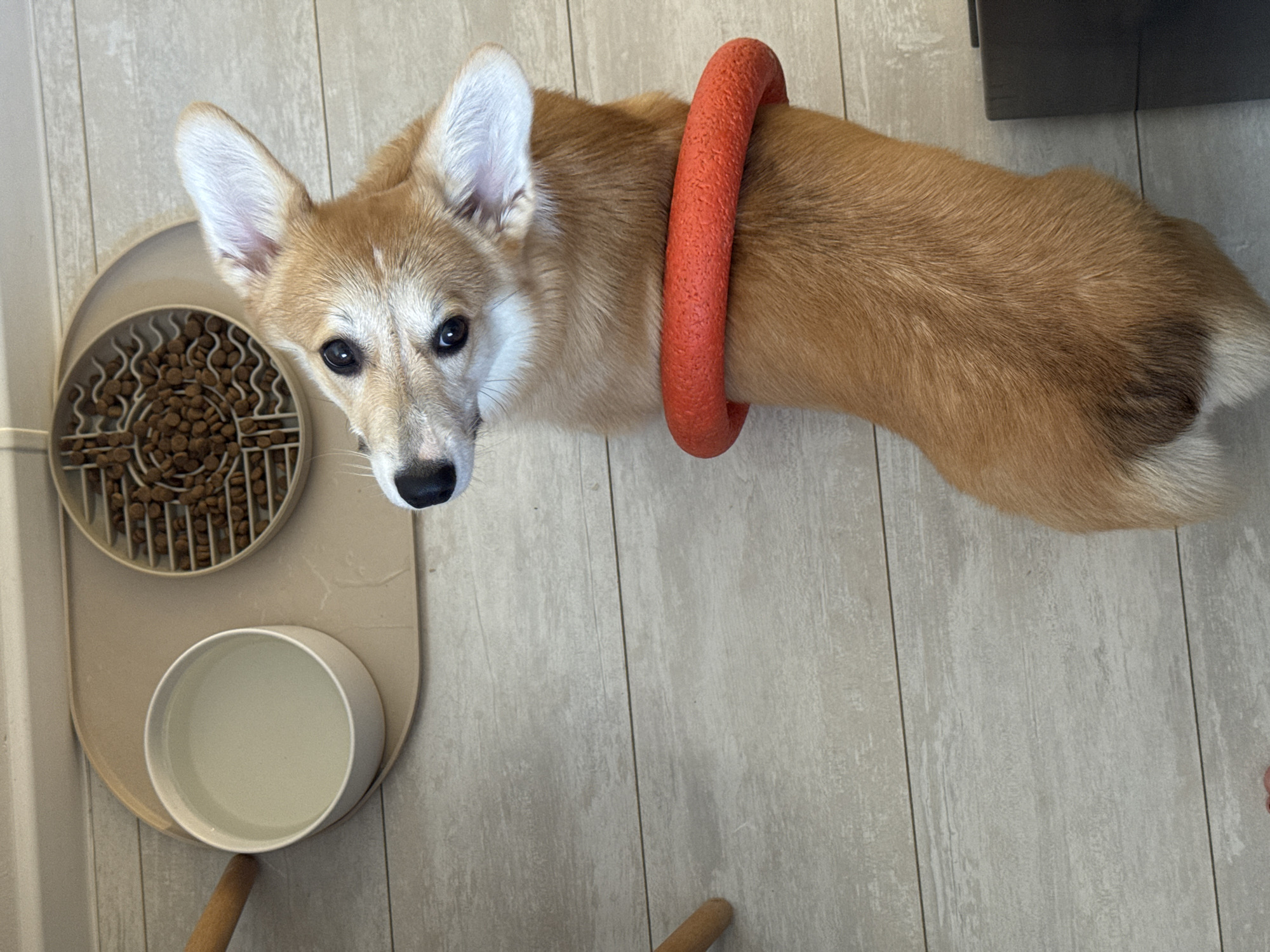 A Corgi dog stands on a light gray wood-look floor next to a dog bowl set. The bowl set has a bowl full of water and a bowl with dog food pellets. An orange dog toy is around the dog's neck. Part of a dark brown cabinet is visible. The location information is incorrect; the scene is not necessarily in Chaikovsky, Russia.