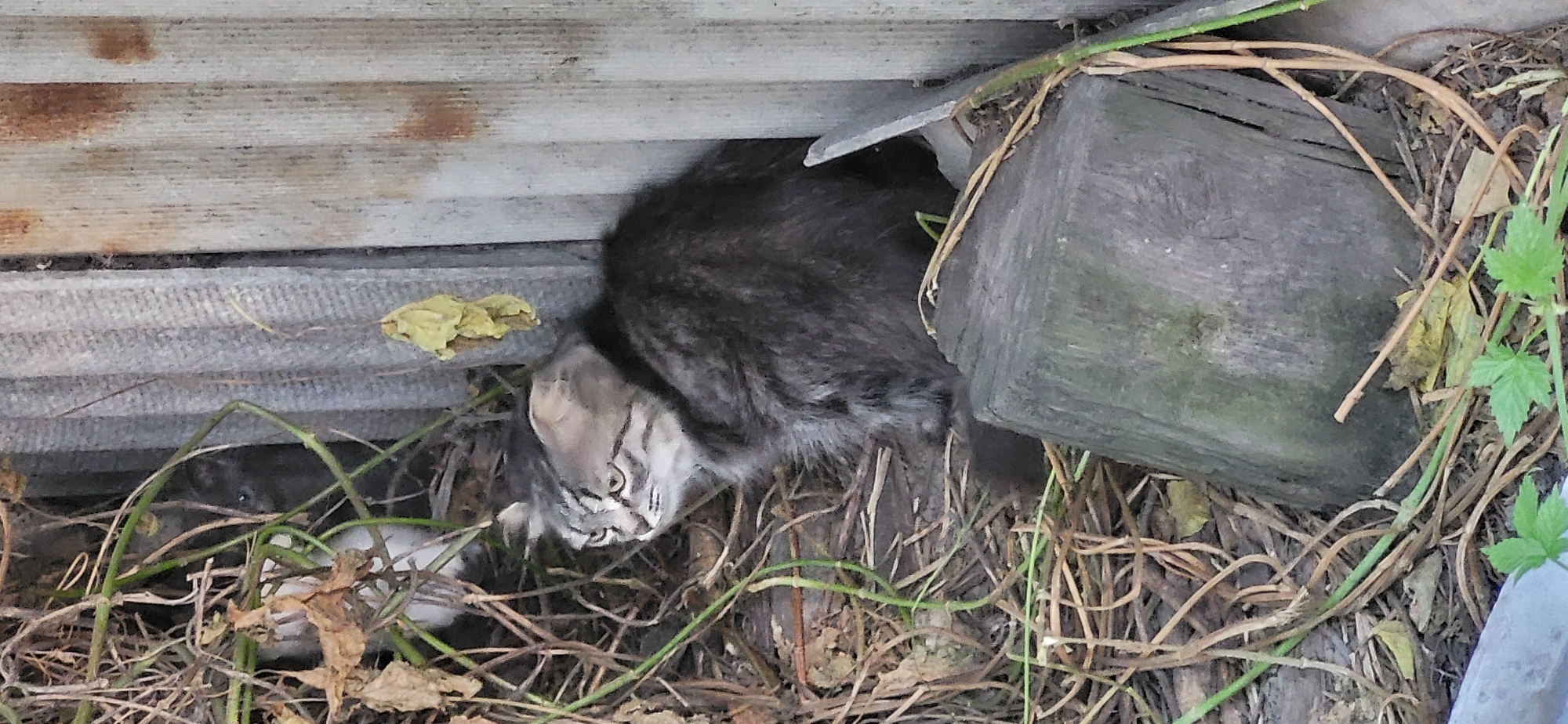 A medium-sized, long-haired tabby cat with gray and brown fur is perched amidst dry vegetation and a weathered gray corrugated metal fence. The cat is facing left, with its head turned to look towards the left side of the frame. Its fur appears somewhat ruffled, and it is partially obscured by the surrounding dry grasses and leaves. In the background, a dark figure, possibly another animal, is barely visible behind some of the foliage, with only a single eye discernible. In the foreground, a thick, weathered piece of wood, possibly a tree stump, is present. The environment appears to be an outdoor, somewhat overgrown area, possibly an alleyway or backyard, with evidence of deterioration and neglect. The overall scene suggests a common urban or semi-urban environment in Taldykorgan, Kazakhstan, characterized by a mix of natural overgrowth and discarded man-made materials.