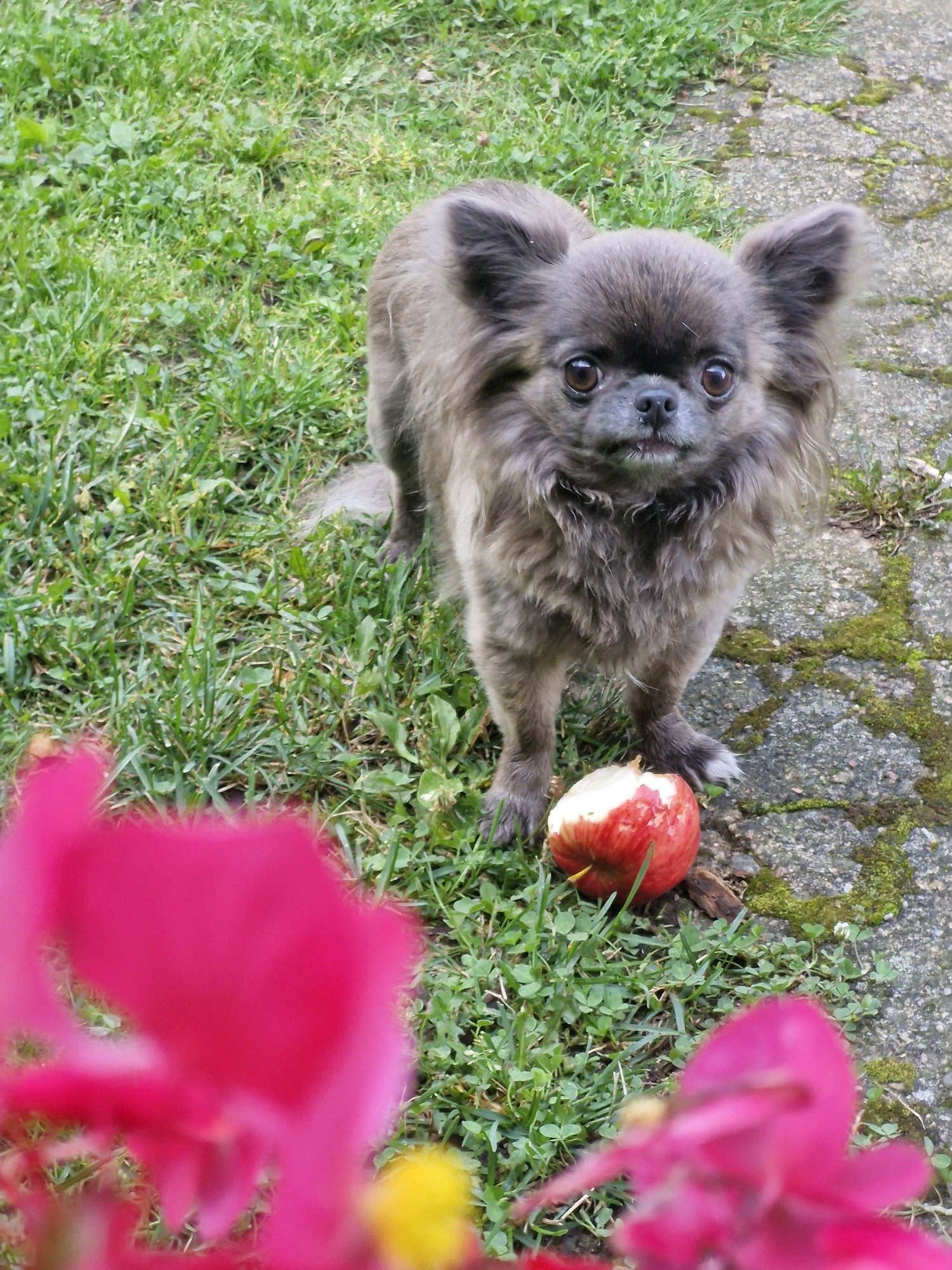 A long-haired grey Chihuahua dog is standing on a patch of green grass next to a paved walkway. The dog is facing the camera, with its ears perked up and its eyes wide open. In front of the dog, on the grass, is a partially eaten red apple. In the foreground, out of focus, are vibrant pink and yellow flowers. The scene appears to be outdoors, possibly in a yard or park. There is no indication of the specific location being the city of Klaipėda, Lithuania, as no landmarks or identifying features are present in the image.