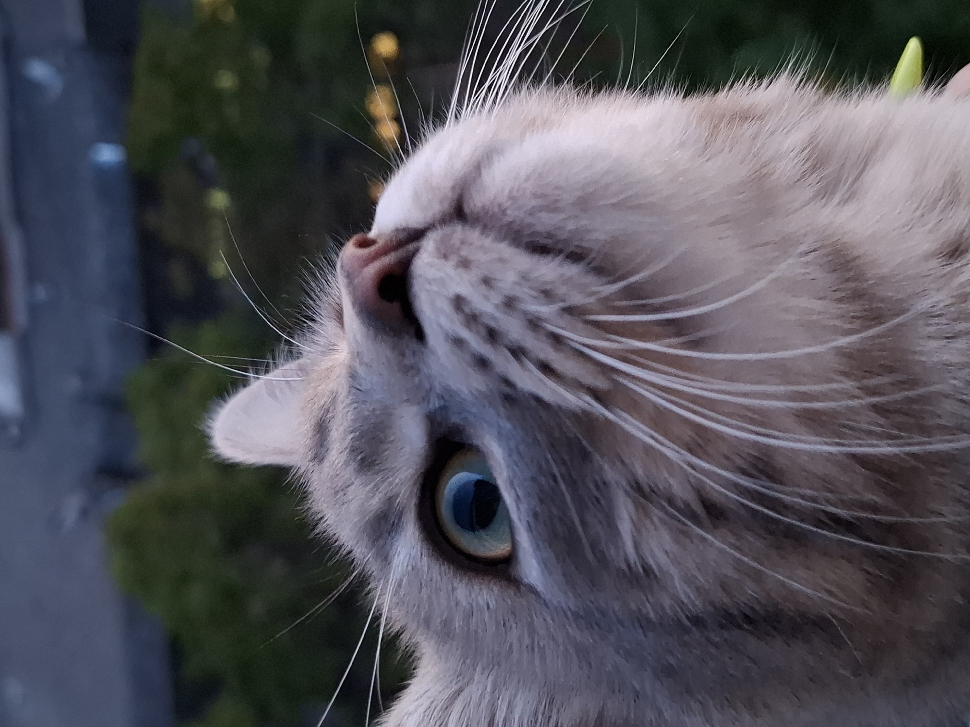 The image shows a close-up of a cat's face in Novi Sad, Serbia. The cat is light brown and white with long whiskers and a light blue eye. The cat's head is tilted upwards, suggesting it is looking at something above the viewer. The background is blurry, but it appears to be an urban environment with greenery, roads, and buildings visible. The location is potentially near the city center.