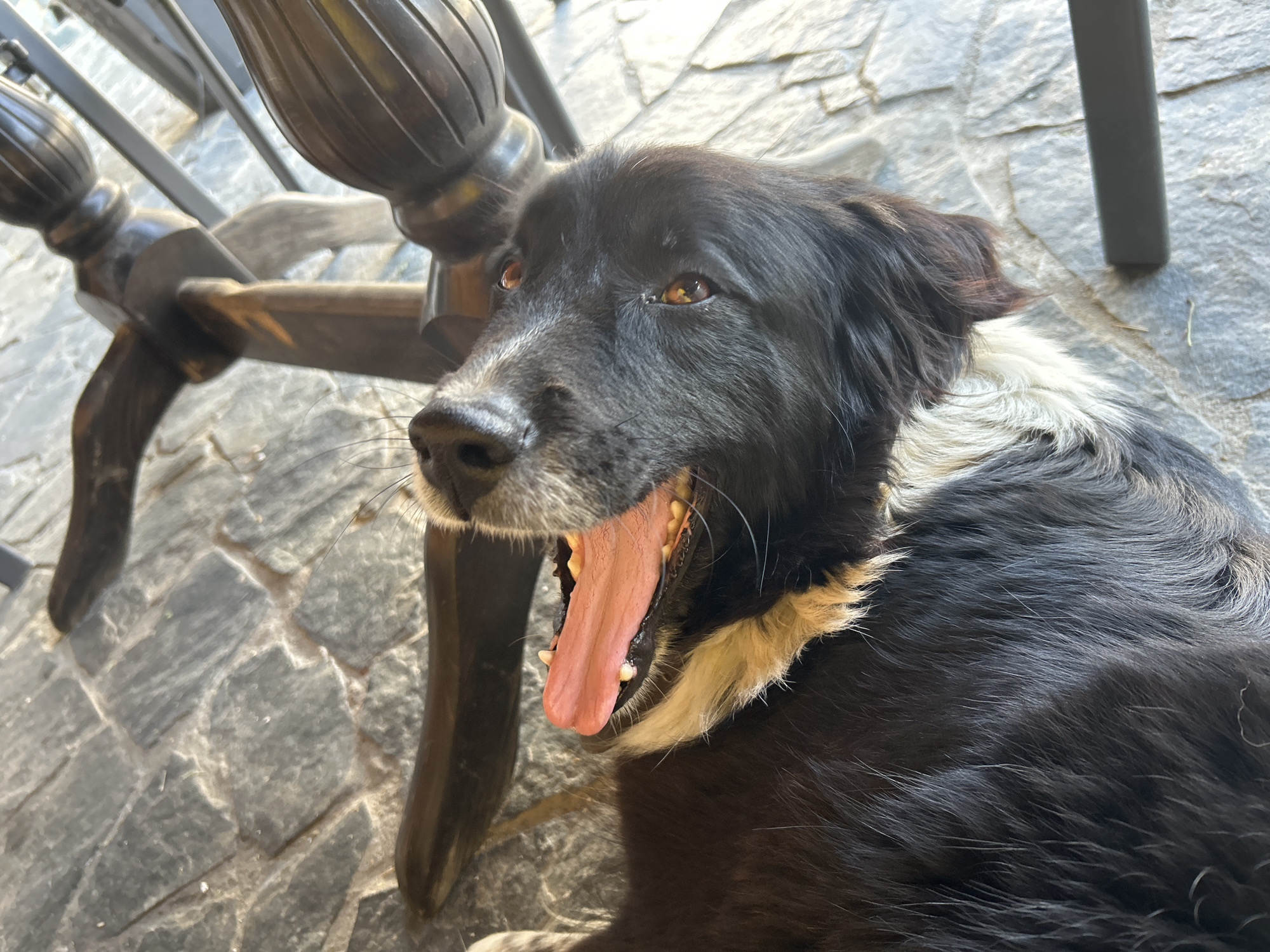 A close-up, high-angle shot captures a black and white dog lying on a paved surface, seemingly yawning. The dog has mostly black fur with significant white and light brown markings, particularly around its neck, chest, and possibly its underside. Its mouth is wide open, revealing a long pink tongue, gums, and visible white teeth, including its canines. Its eyes, which appear brown, are looking slightly upwards and to the right. The dog's ears are dark and partially obscured by its fur.
In the foreground and midground, parts of a dark wooden chair or table are visible, featuring turned legs and crossbars that suggest outdoor furniture. The ground is paved with irregular, dark grey stones or tiles, indicating an outdoor setting such as a patio or garden area. Bright natural light illuminates the scene, creating highlights on the dog's fur and eyes, and casting subtle shadows from the furniture, suggesting it is daytime. The dog appears relaxed, likely resting in the shade of the furniture. No text is visible in the image.