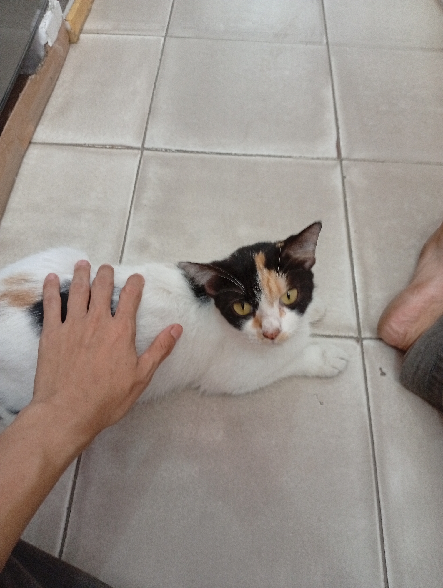 A calico cat is lying on a tiled floor with its body facing left and its head turned towards the camera. A person's hand is resting on the cat's back. The cat has white fur with patches of black and orange. Its eyes are yellow. To the right of the cat, a bare foot wearing grey pants is visible. The environment appears to be indoors, on a floor made of light-colored square tiles. The image does not provide specific details about the location in Batam, Indonesia.