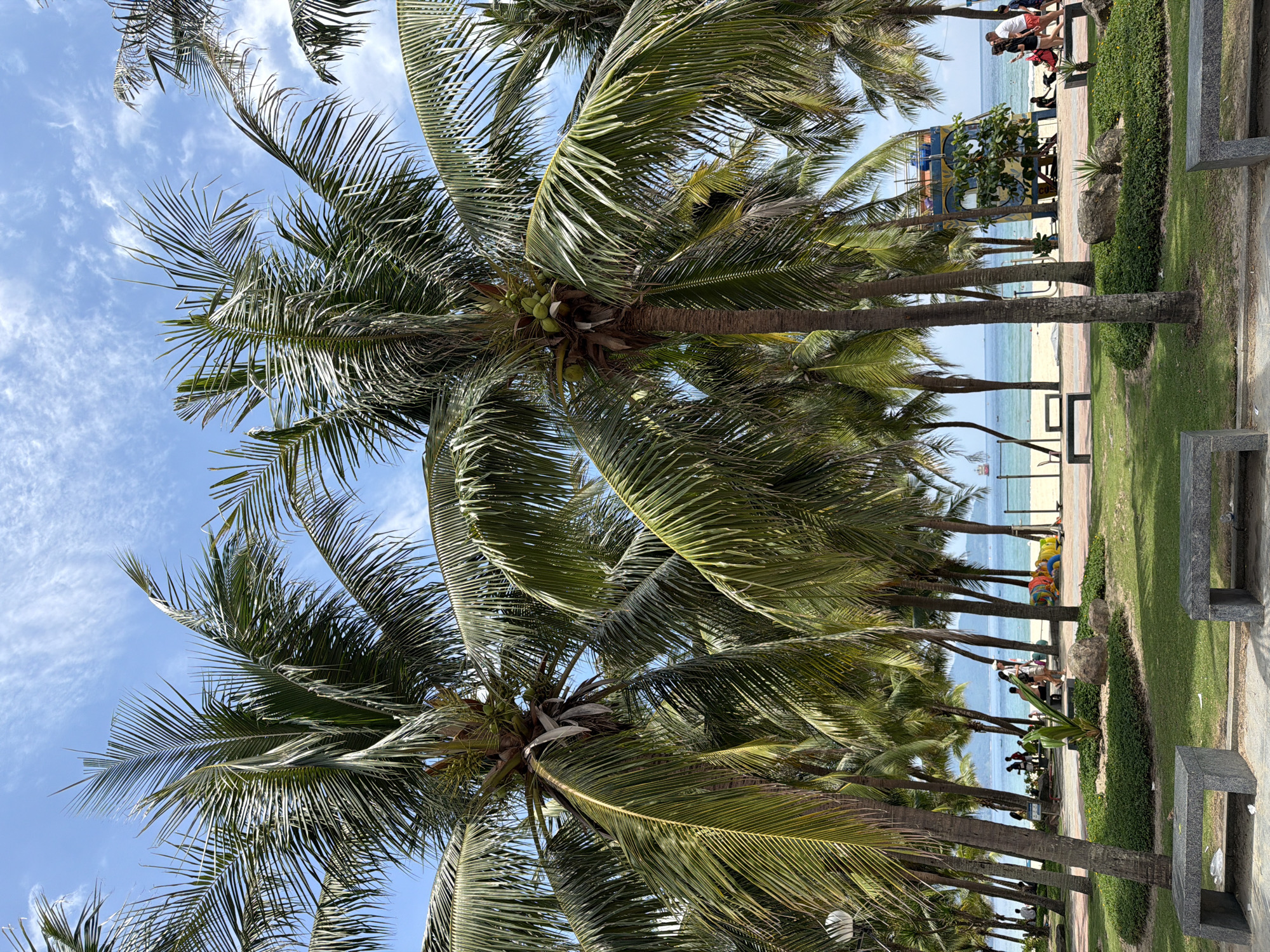 This image depicts a sunny day at a beach in Đà Nẵng, Vietnam, with numerous palm trees lining the foreground and extending towards the ocean. The sky is bright blue with scattered white clouds. In the foreground, there are two stone benches facing a grassy area with manicured shrubs and decorative rocks. Beyond the benches and grassy area is a sandy beach where several people are visible, some walking, others sitting. The ocean stretches to the horizon, with a few boats visible in the distance. A distinctive colorful structure, resembling a large, whimsical vehicle, is situated on the beach, adding a unique visual element to the scene. The overall atmosphere is serene and tropical, characteristic of a beach resort.