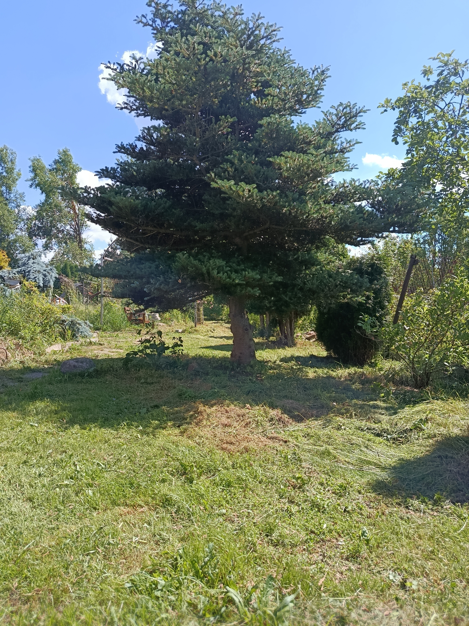 A medium shot captures a large spruce tree in a backyard garden in Alferovo, Russia, on a clear, sunny day. The tree dominates the center of the frame, its branches extending outwards, casting a shadow on the freshly cut grass. The grass is a mix of green blades and dried clippings, indicating recent lawn maintenance. In the background, a variety of other trees and bushes create a dense, green backdrop. The sky is a vibrant blue, with a few scattered white clouds. The overall impression is one of a well-tended, natural outdoor space.