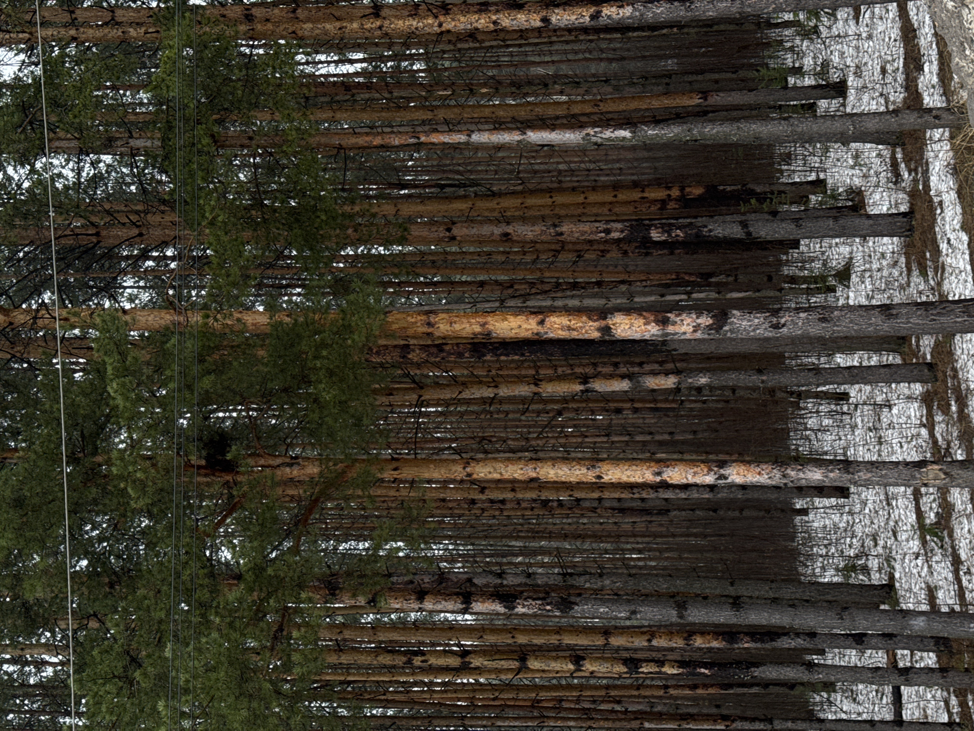 The image depicts a forest in Votkinsk, Russia, seen from a low perspective looking upwards. The trunks of many trees, mostly coniferous, are densely packed together. Some trees still have green foliage. The ground between the trees is covered with a light layer of snow. There are thin wires visible amongst the trees on the left of the image.