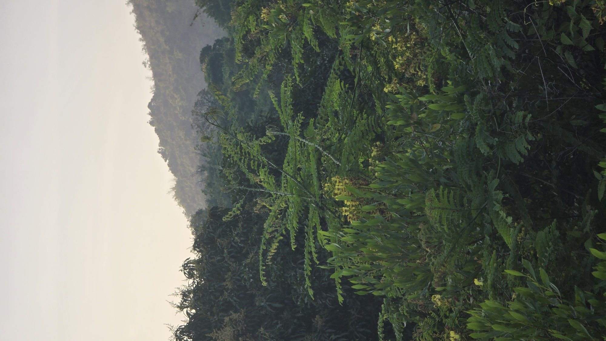 The image depicts a lush, green landscape in Bac Natural Heritage Area Trang, Vietnam. The right side is filled with dense vegetation, including various trees and plants with leaves of different sizes and shapes. Some branches are adorned with small yellow flowers. To the left, a hillside is visible, receding into the distance, partially obscured by mist or haze. The sky is a pale, muted color, suggesting either early morning or late afternoon light. The overall composition is vertical.